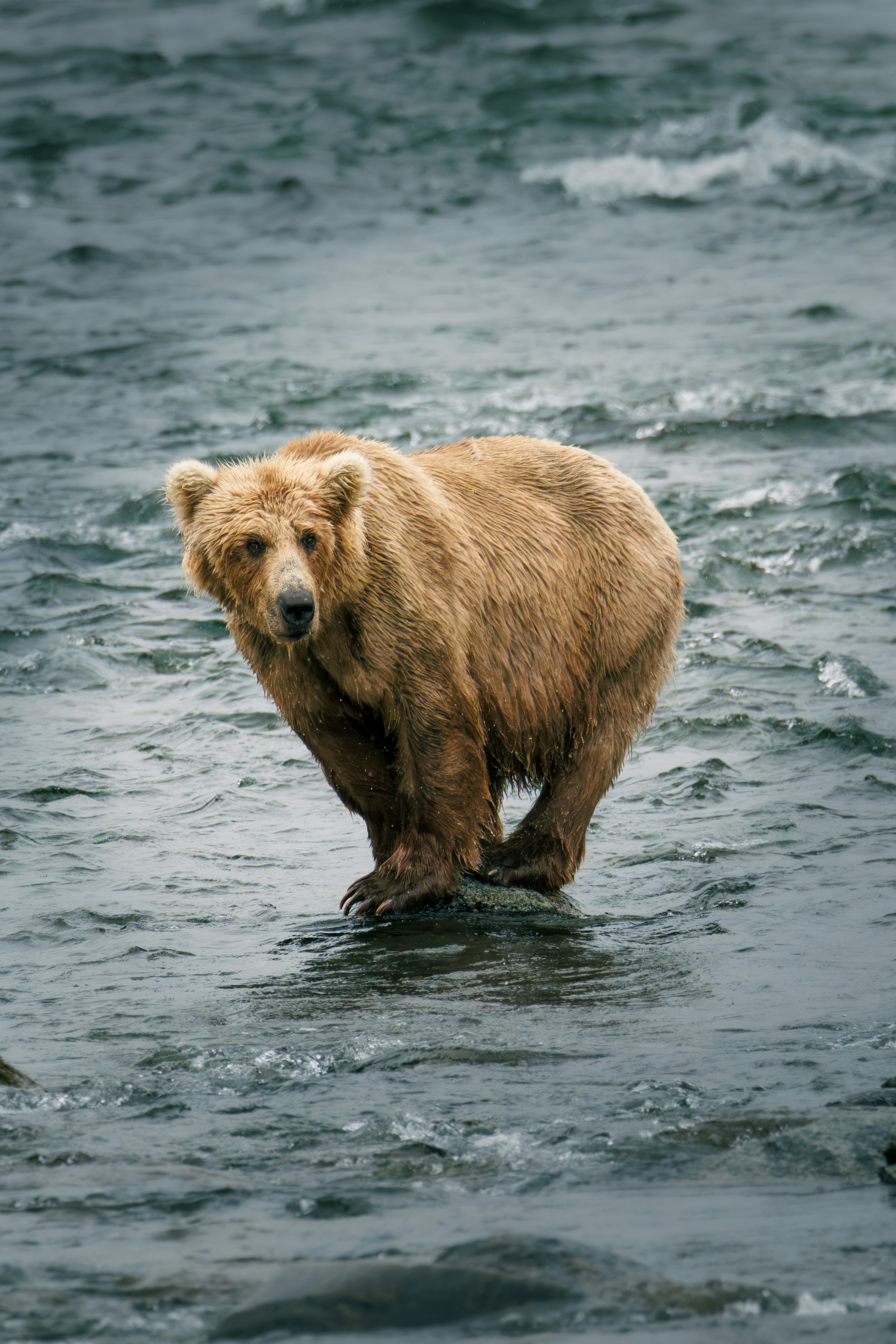 A grizzly bear stands in a rushing river.
