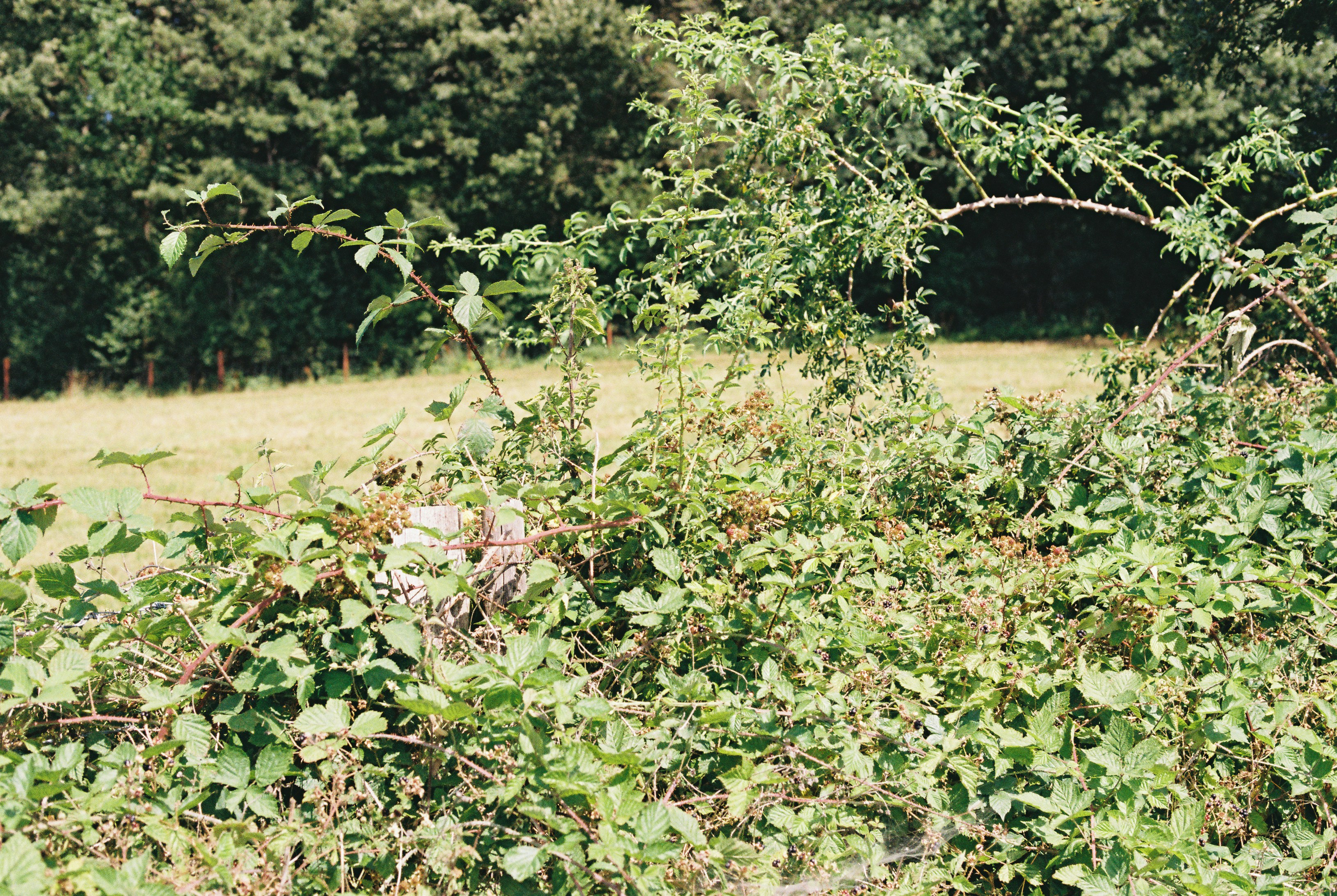 Wasp nest hidden among dense green thorny foliage