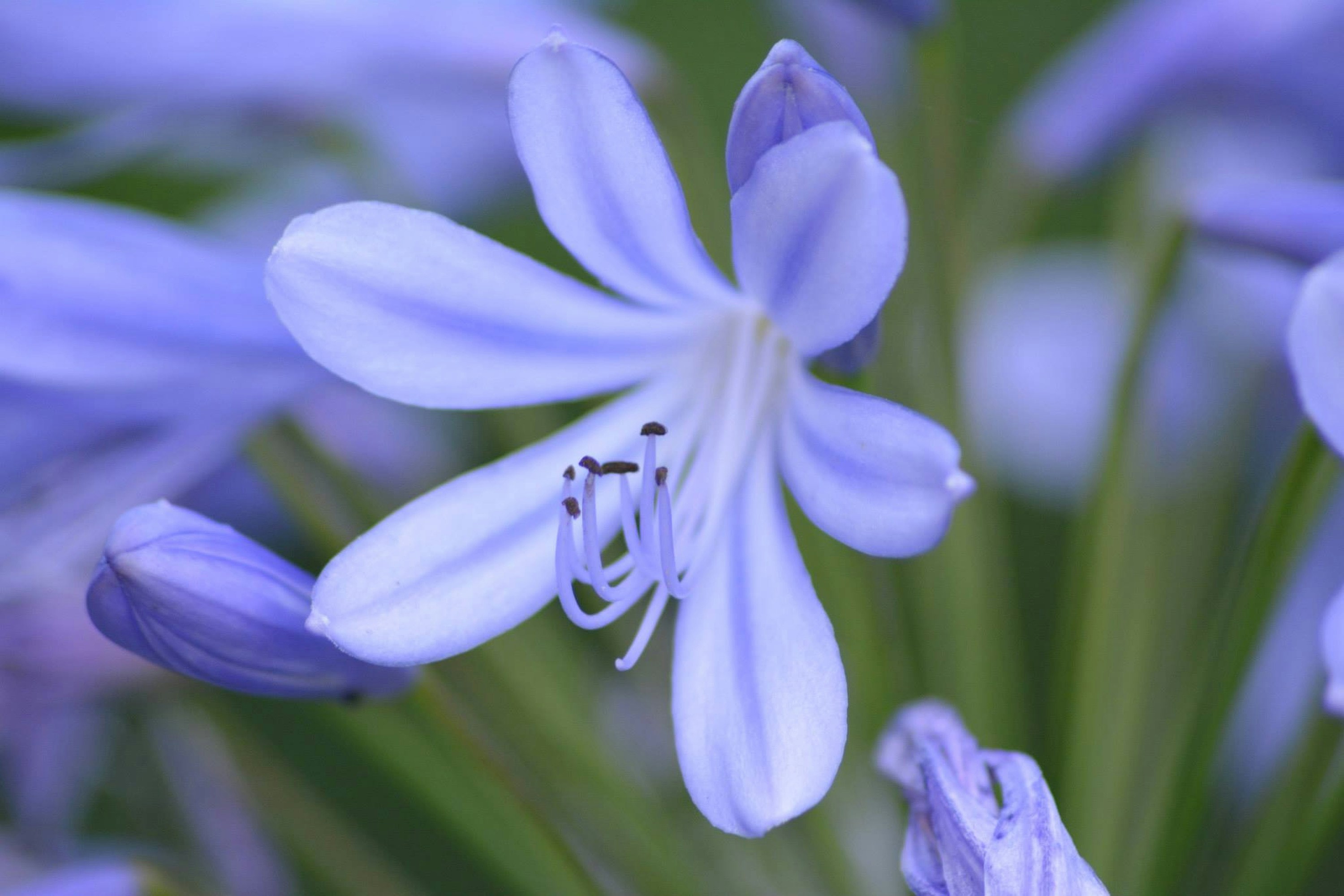Flowers A Delicate Light Purple Flower With Visible Stamens And Petals. Full HD Wallpaper #3634