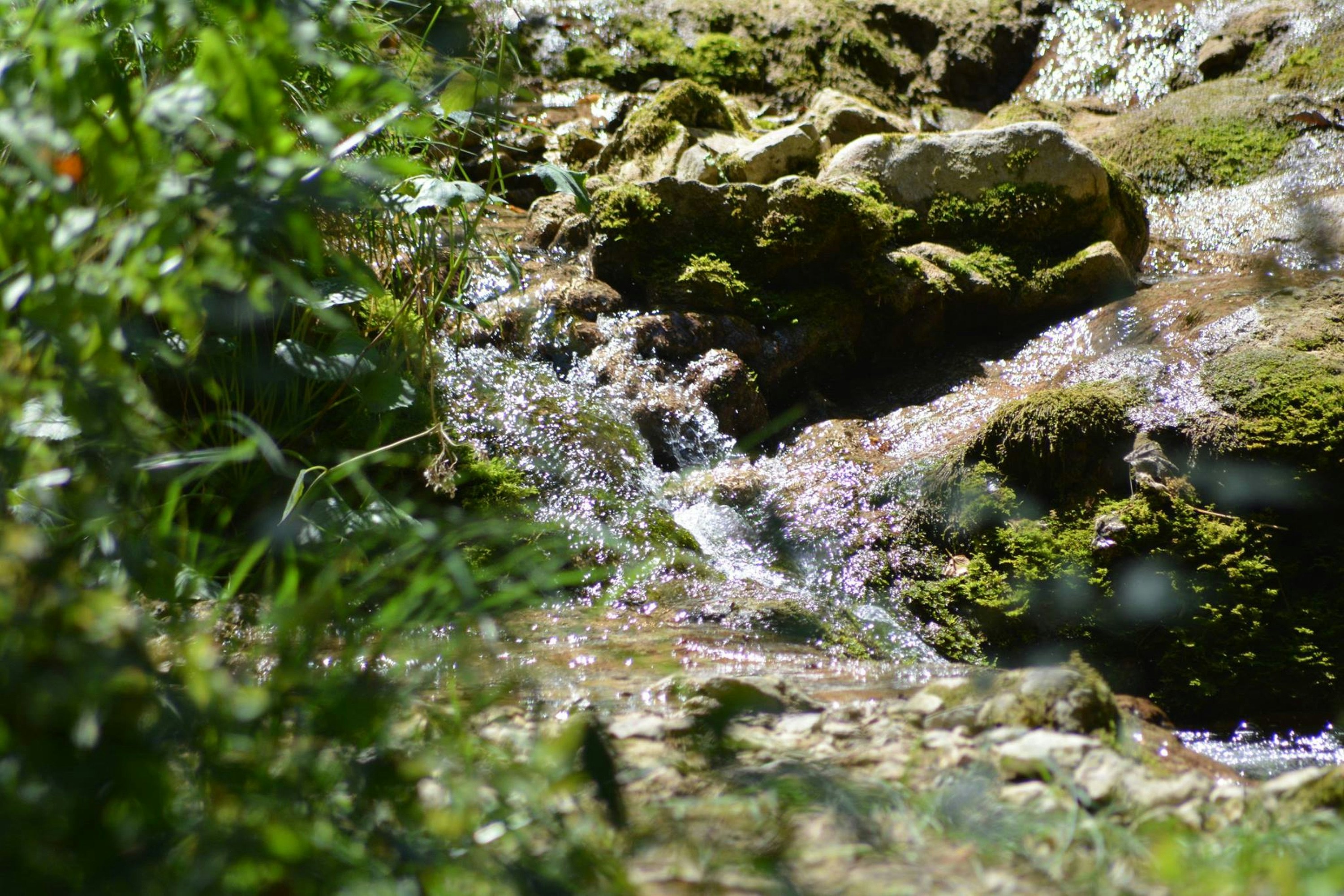 Nature A Small Stream Flows Over Mossy Rocks With Green Foliage. Full HD Wallpaper #3495