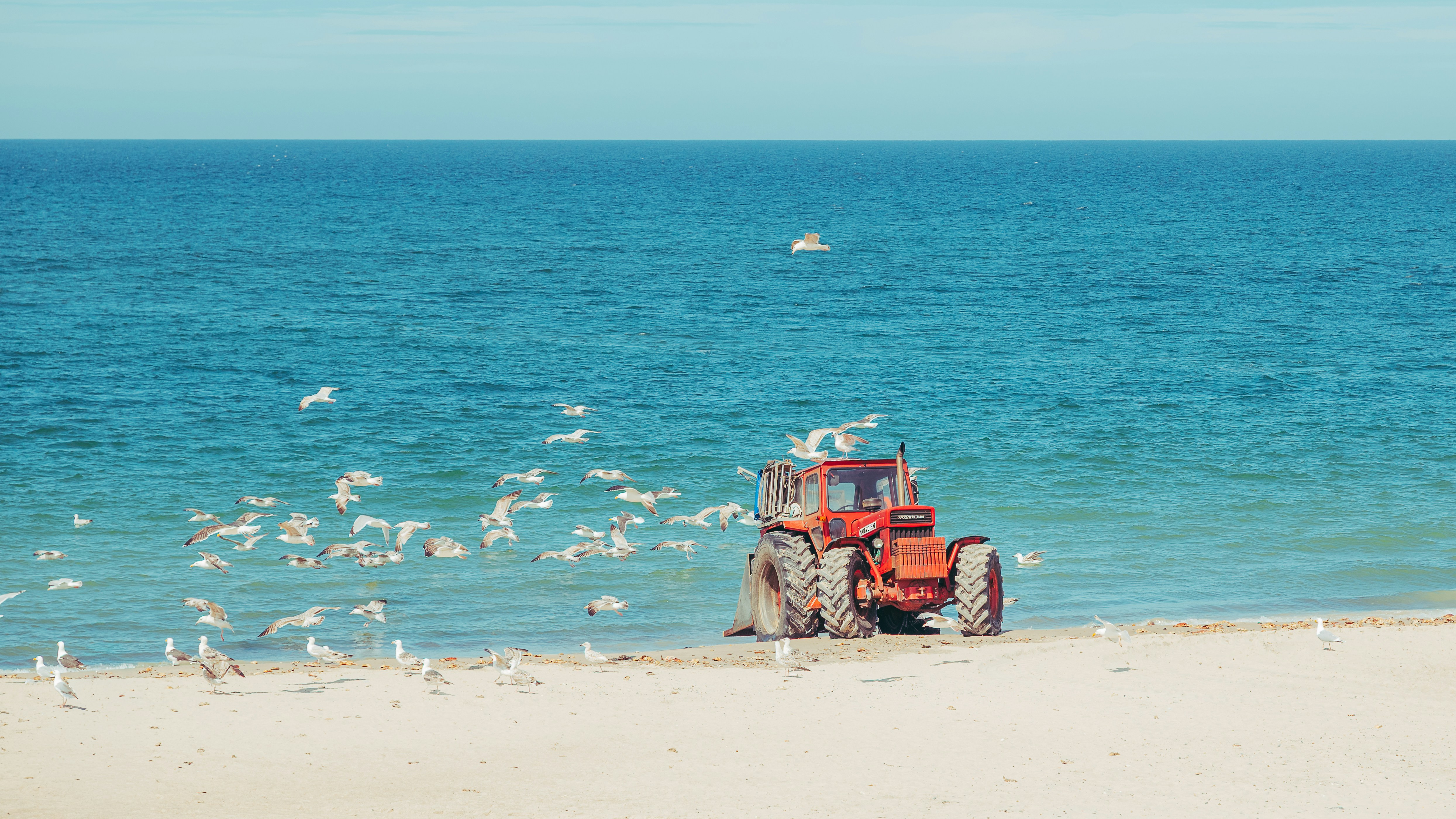 Tractor en la playa con bandada de gaviotas