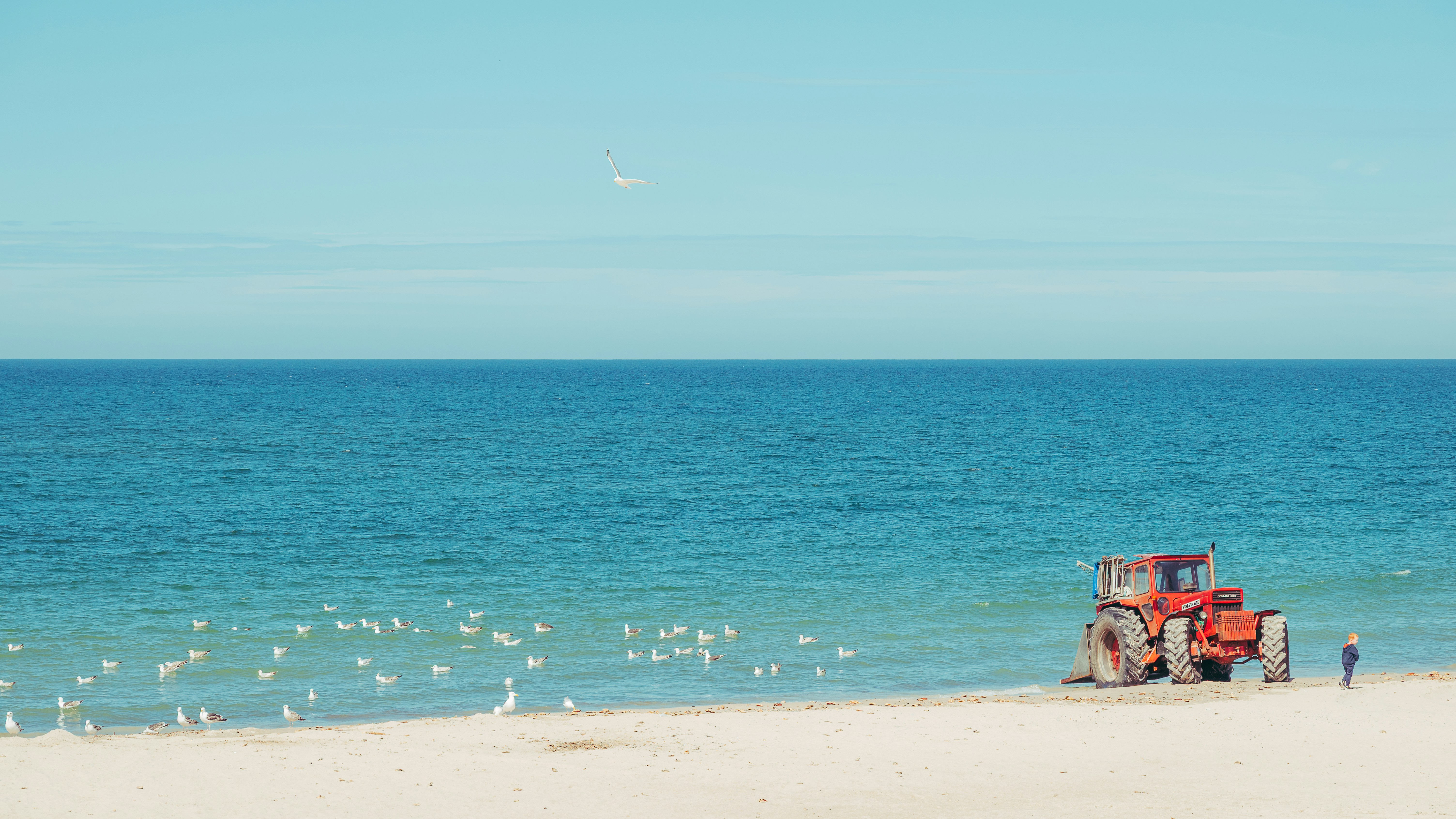 Tractor rojo en una playa de arena con aves y océano