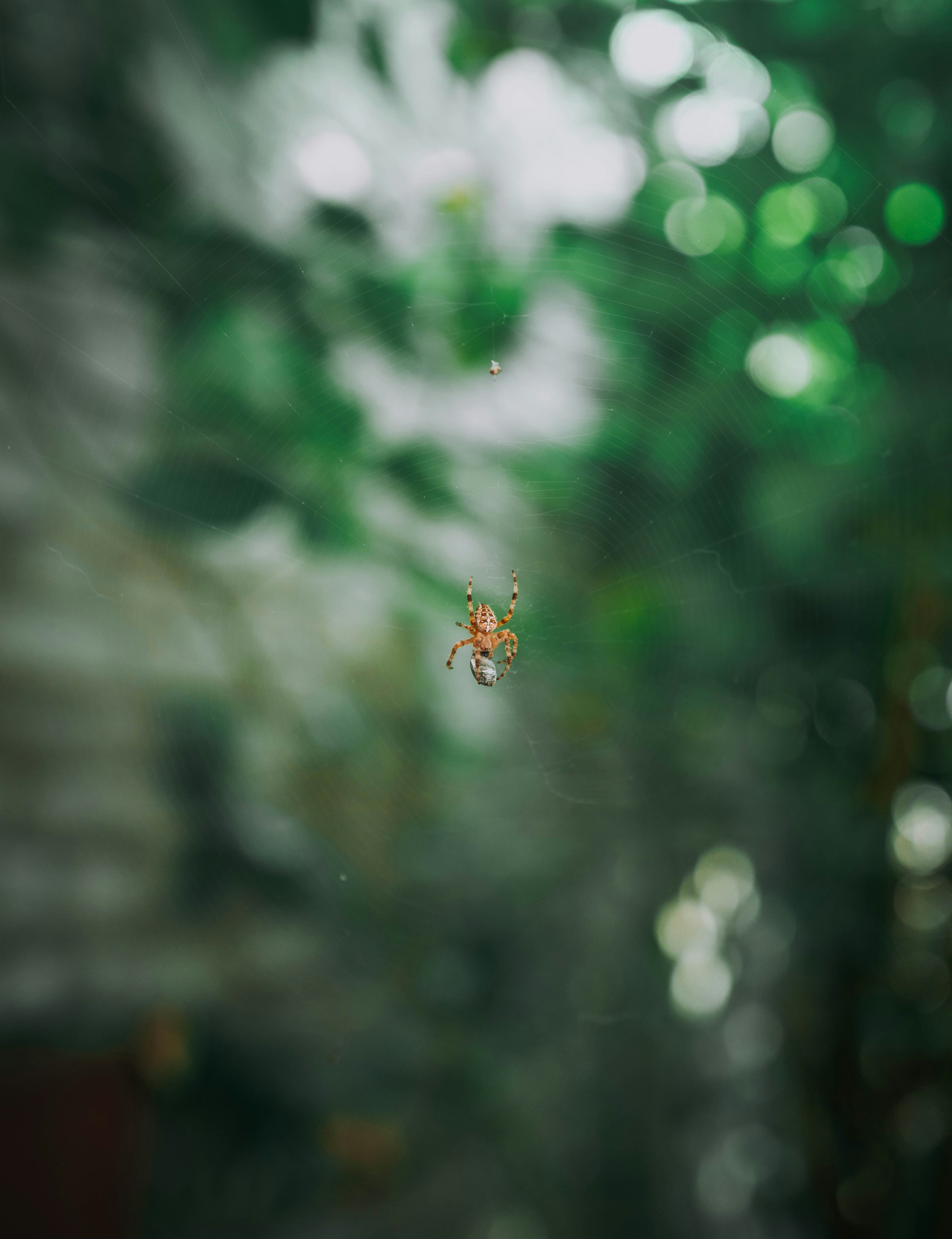 Ragno sulla ragnatela, sfondo verde bokeh
