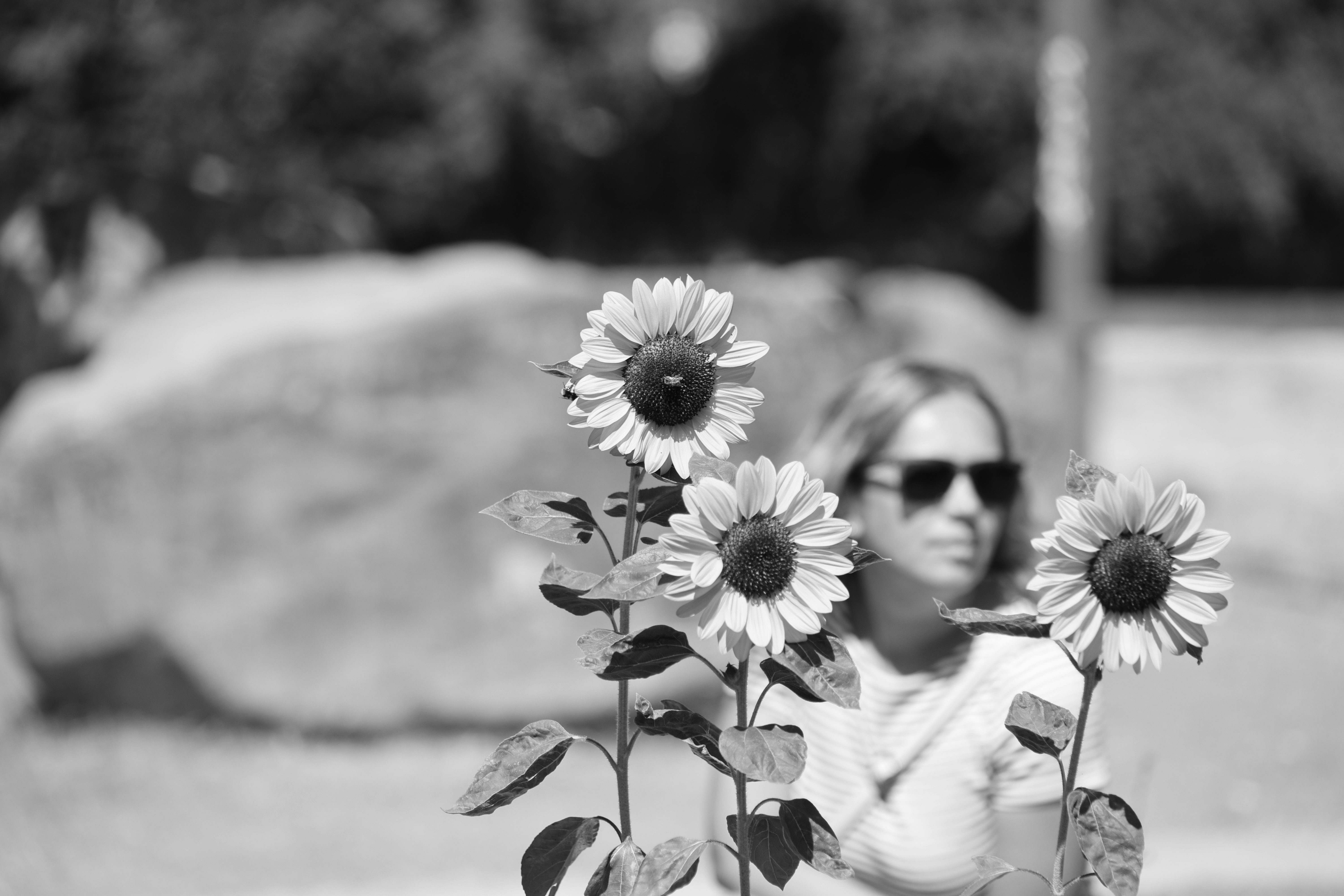 Three sunflowers with a blurred woman wearing sunglasses.