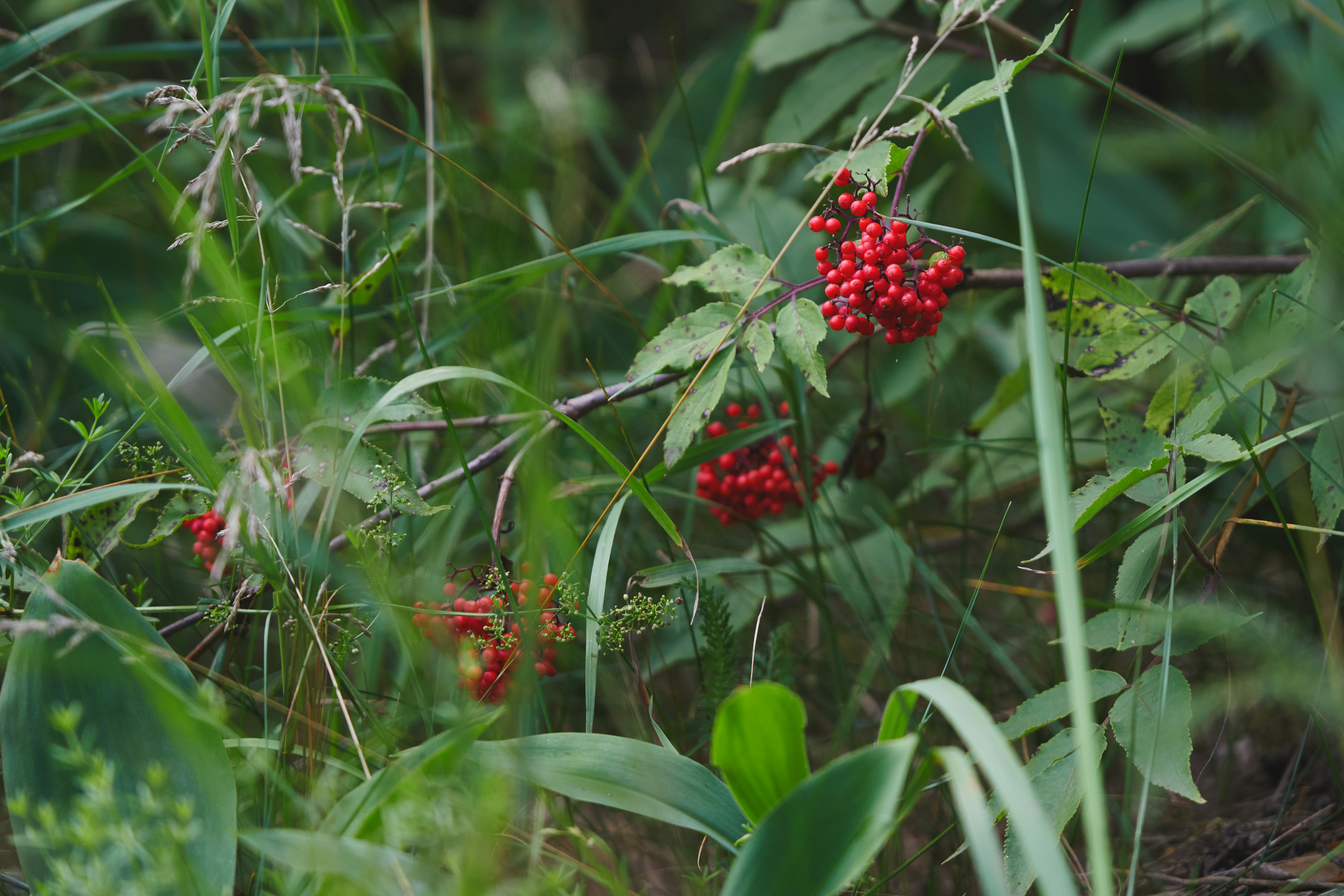 Red berries nestled among lush green foliage.
