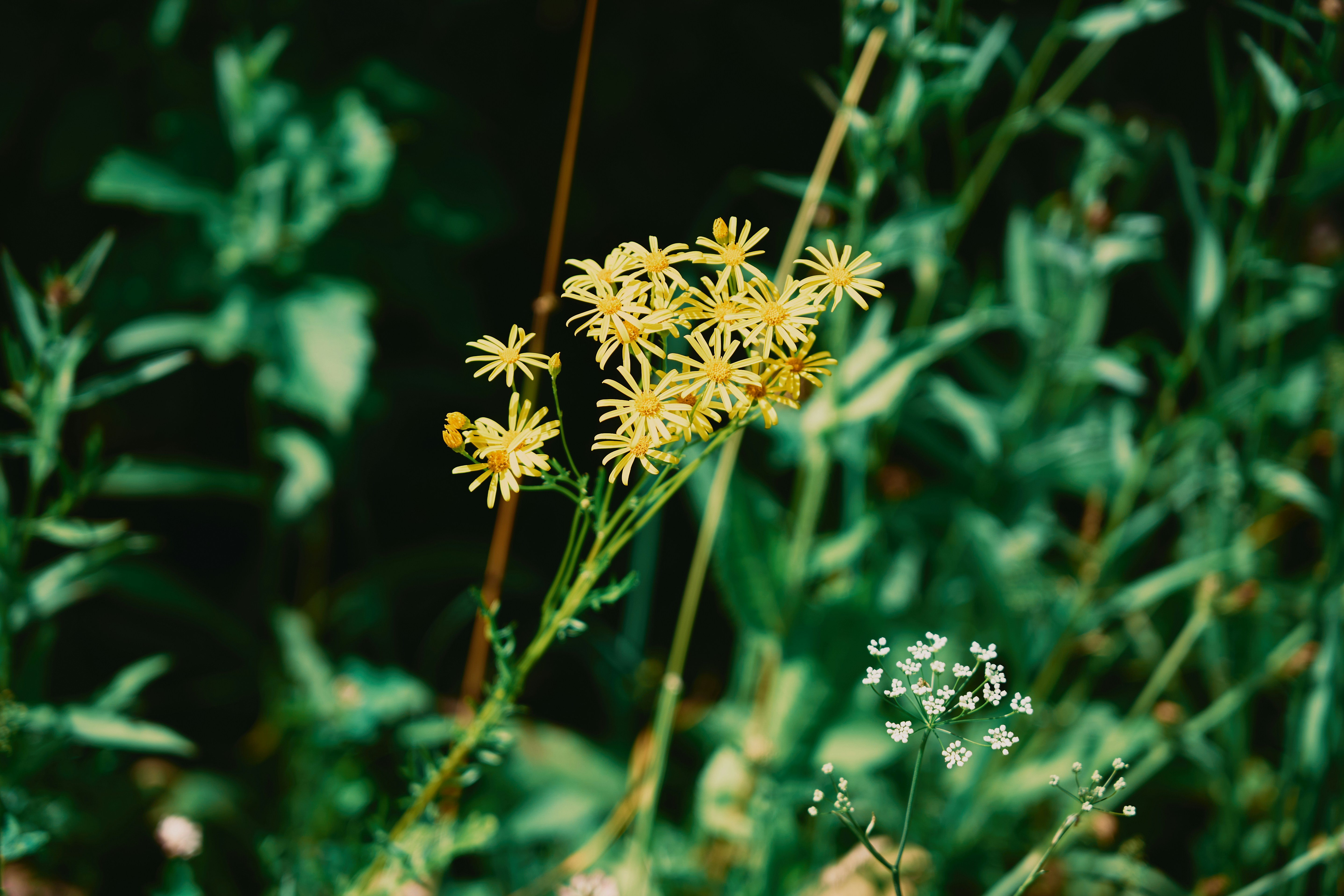 Small yellow wildflowers bloom amidst green foliage.