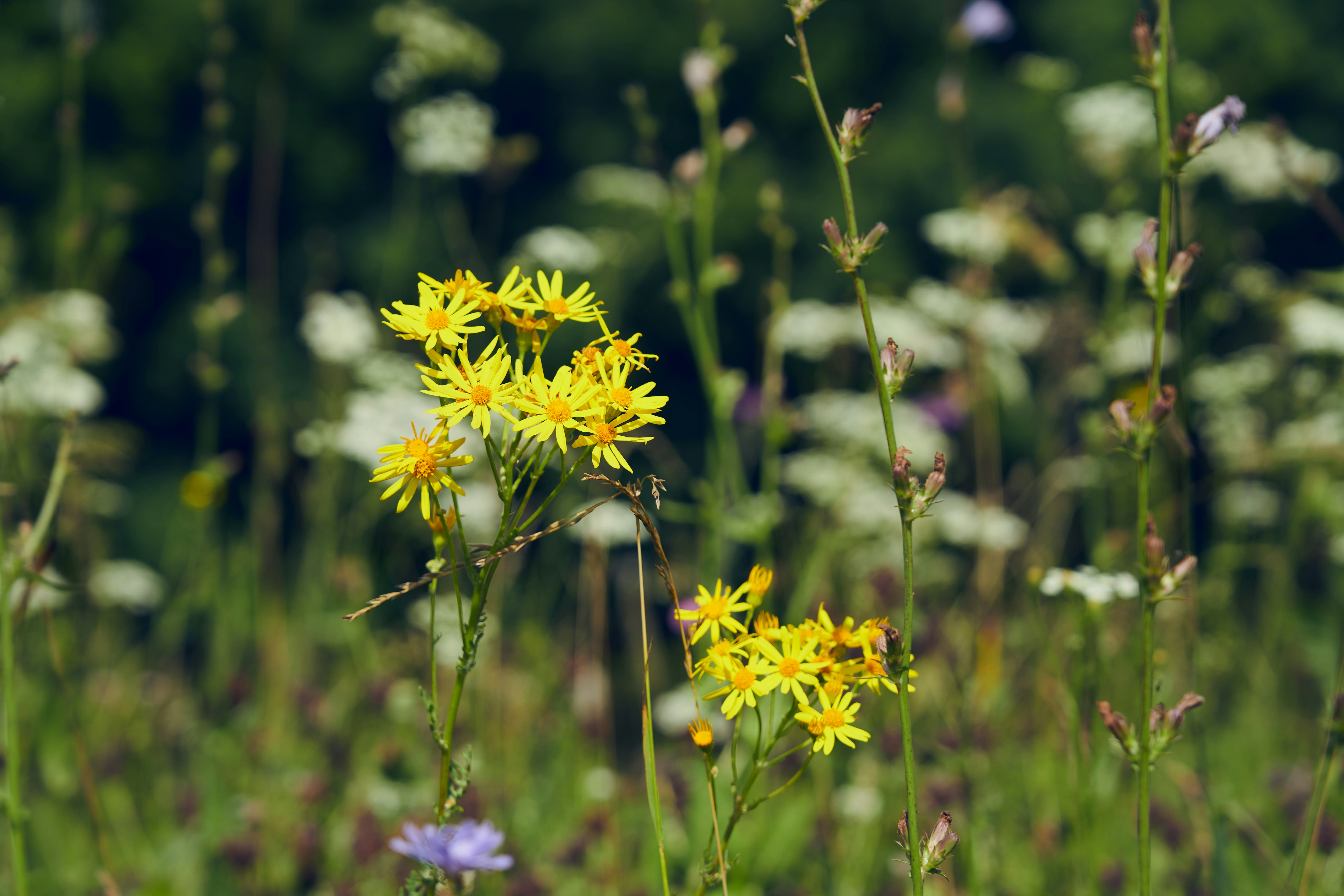 Bright yellow wildflowers bloom in a vibrant green meadow.
