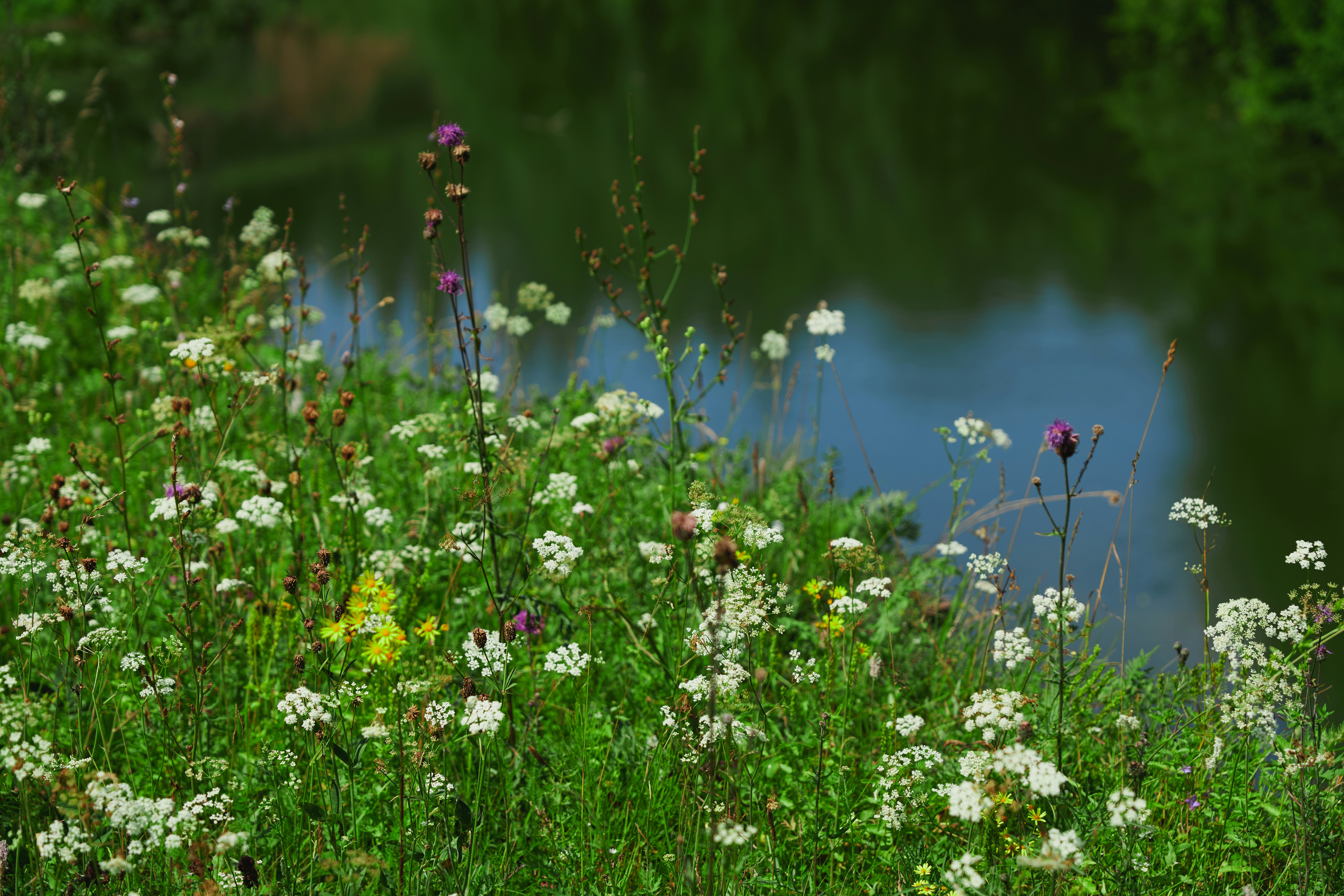 Wildflowers bloom along a tranquil river's edge.