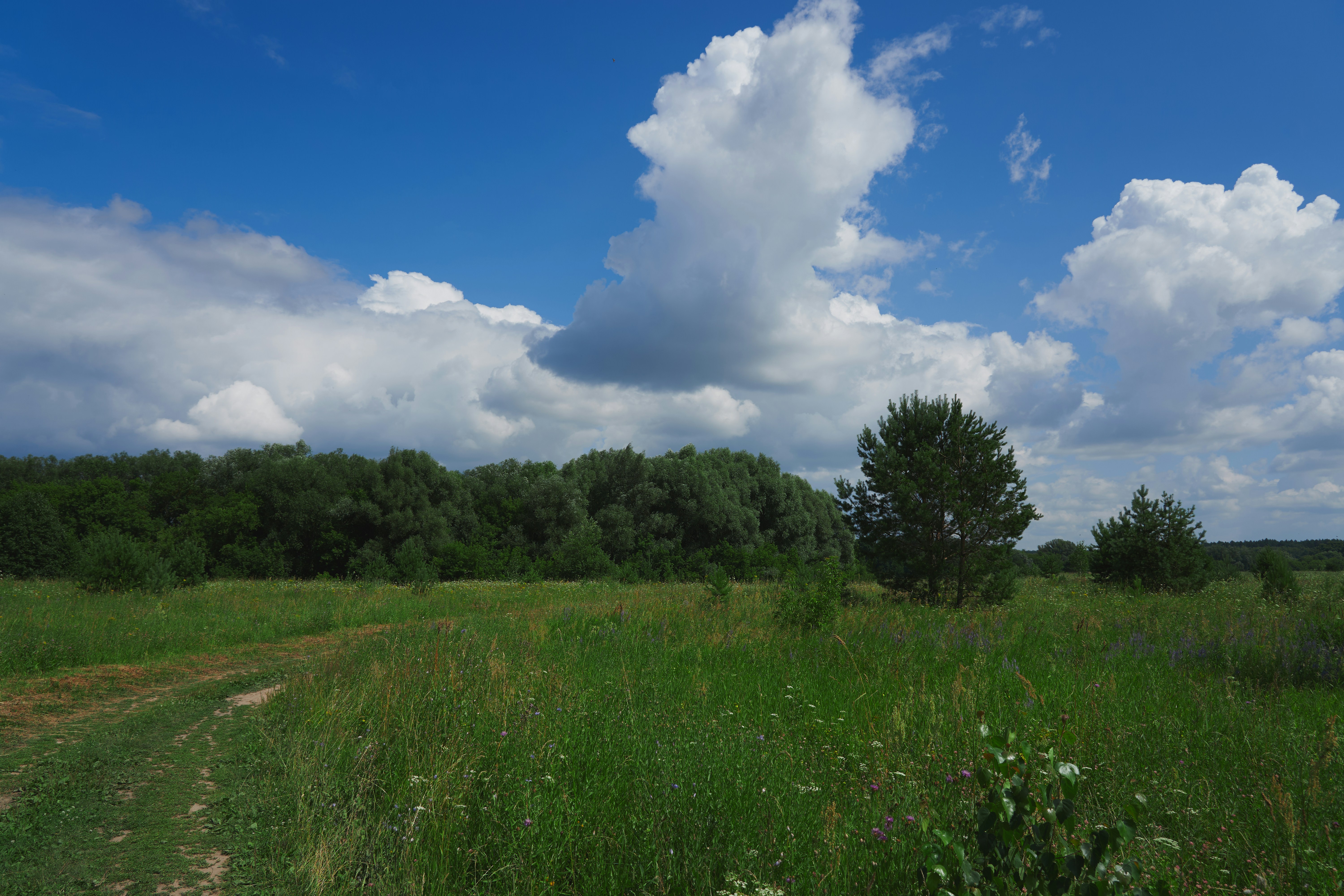 Sunny green field, dirt path, and forest under blue sky.