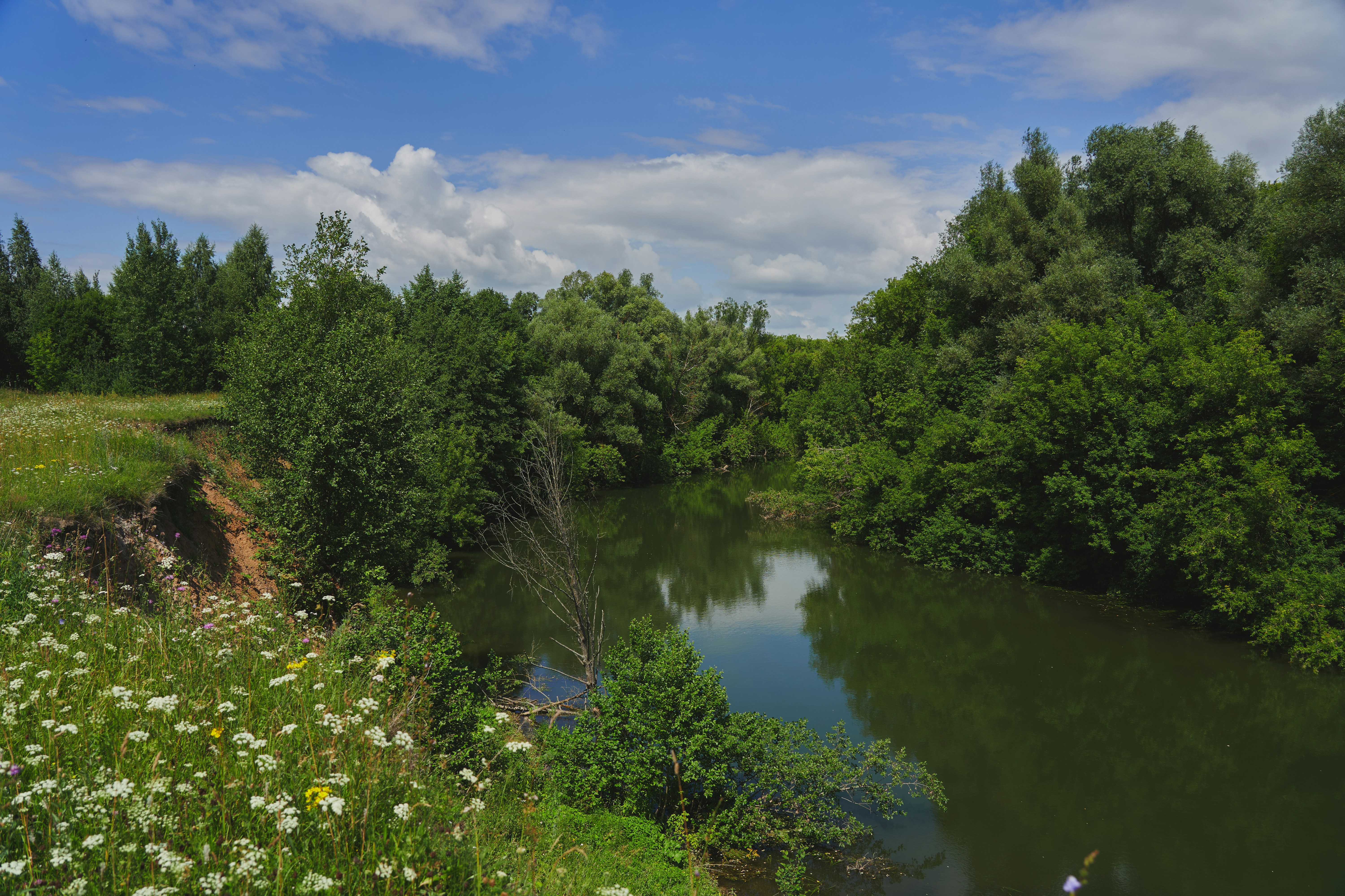 A winding river flows through lush green trees and wildflowers.