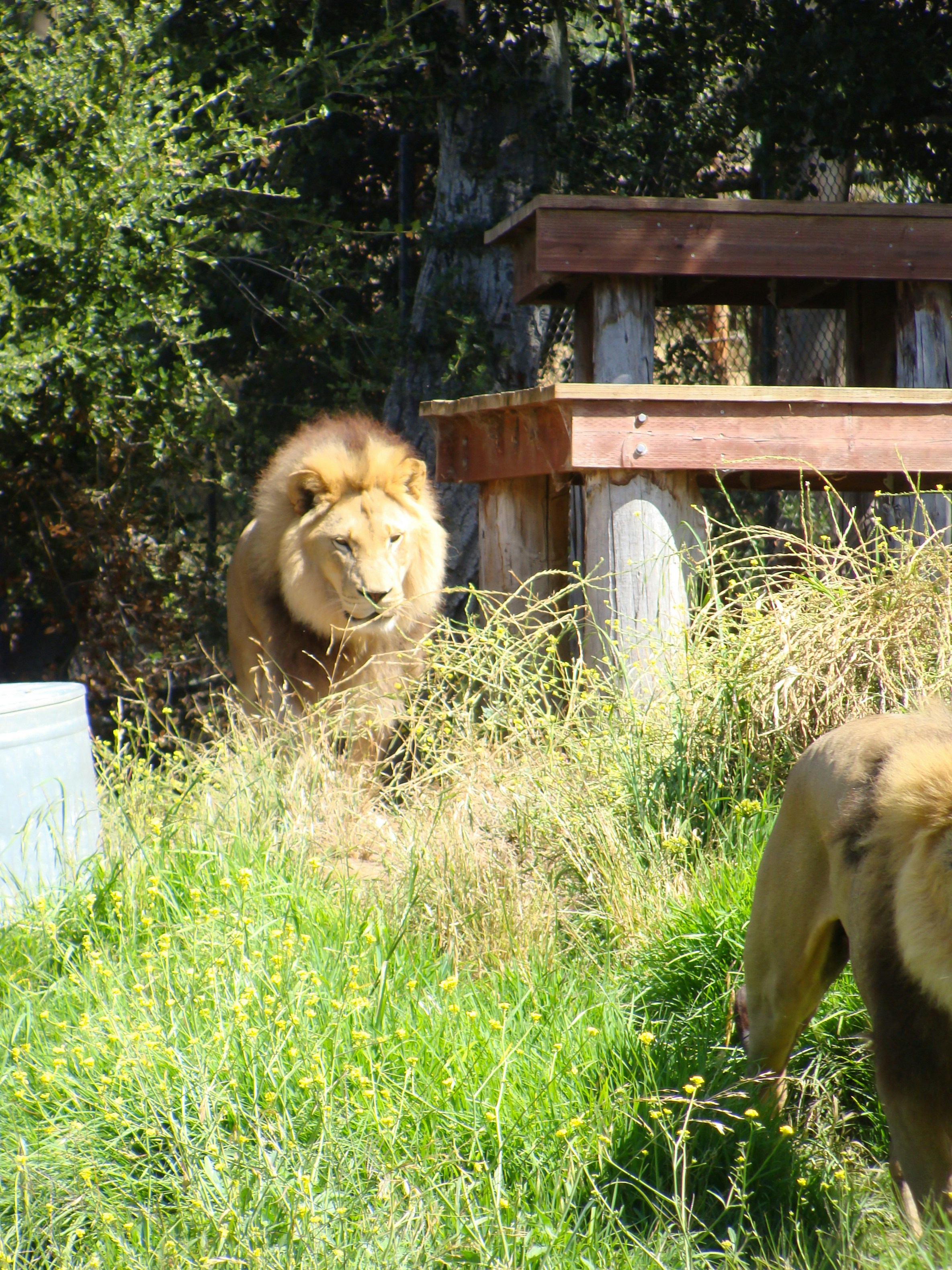 Two lions in a grassy enclosure with a wooden structure