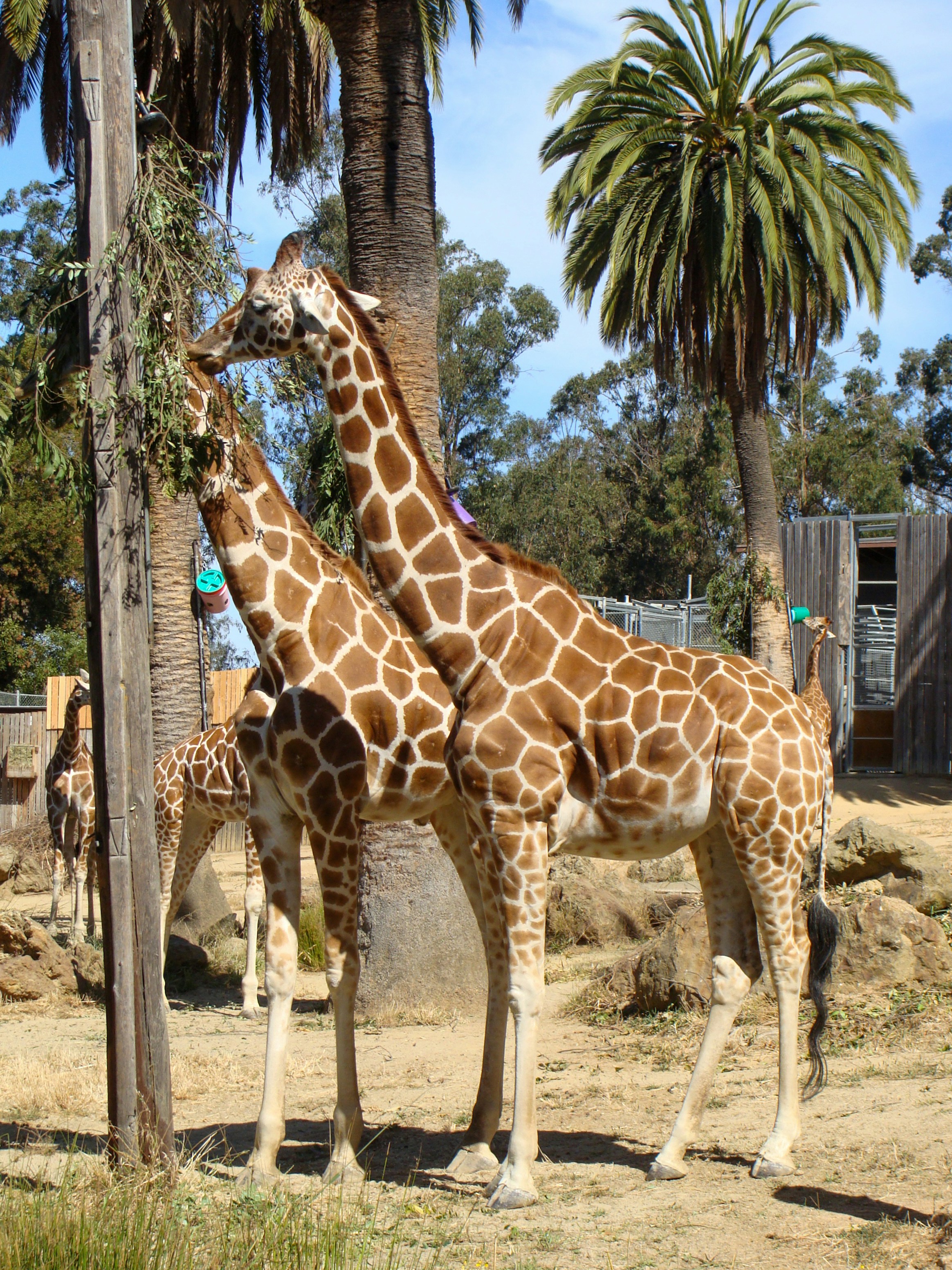 Two giraffes eating leaves under palm trees