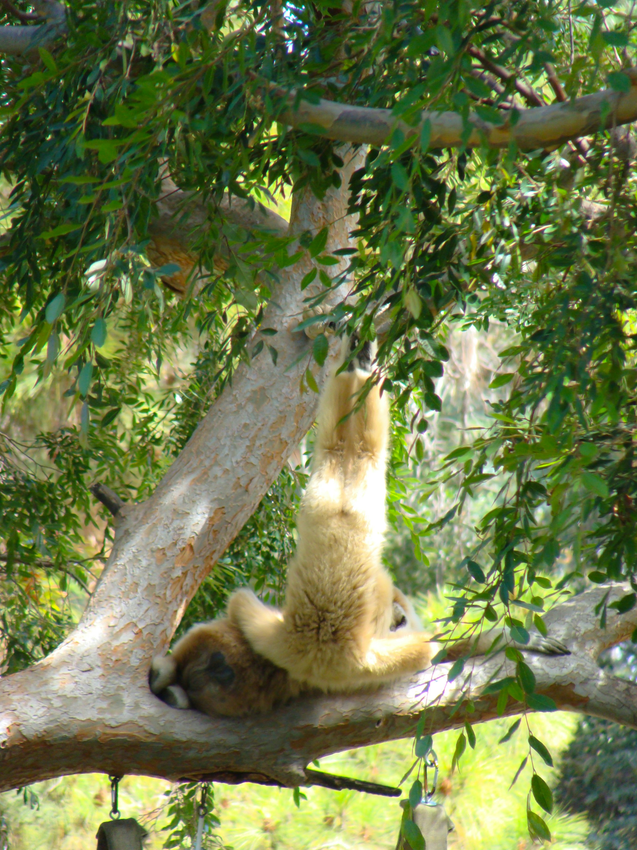 A monkey hangs upside down from a leafy tree branch