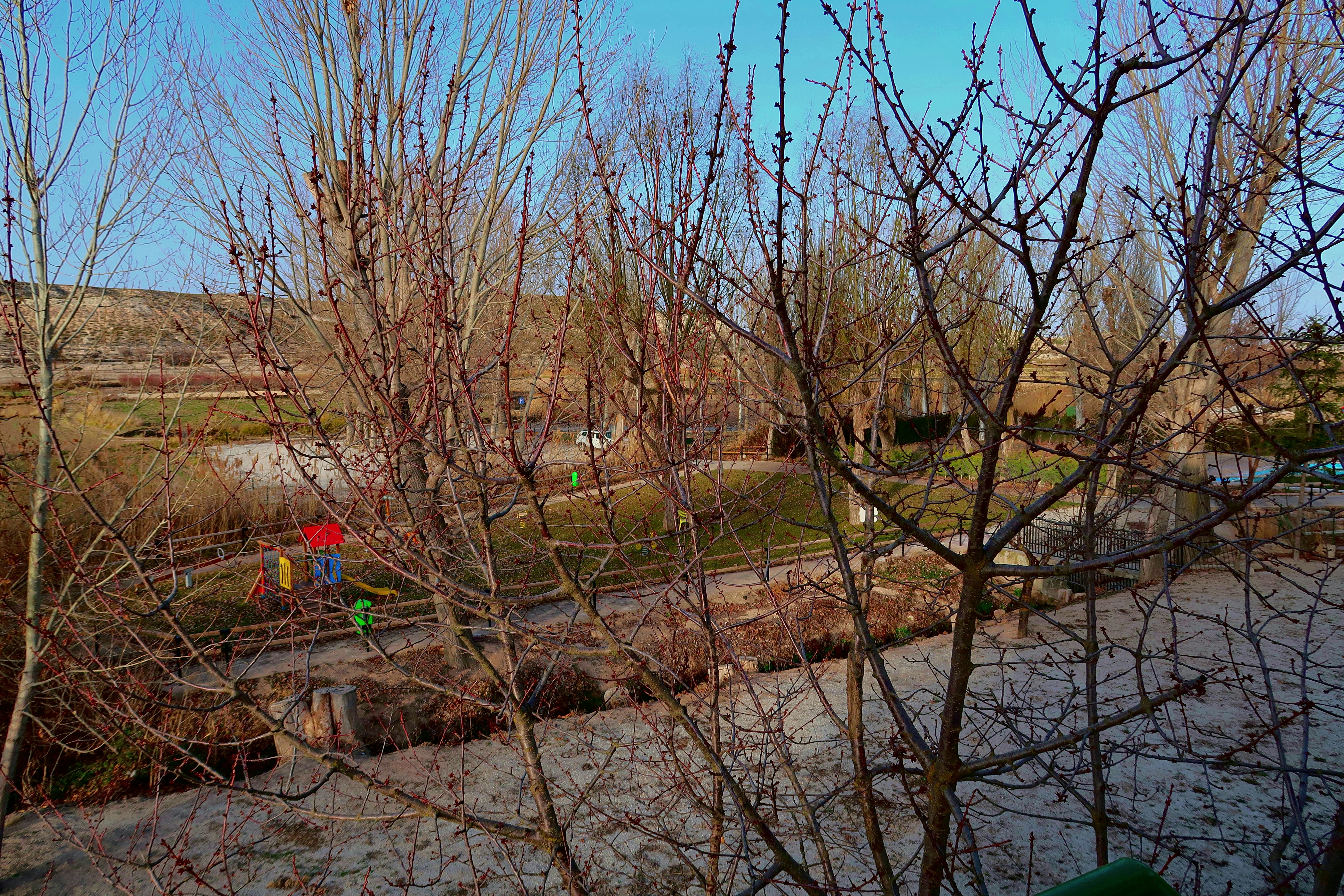 Bare trees in a park under clear sky