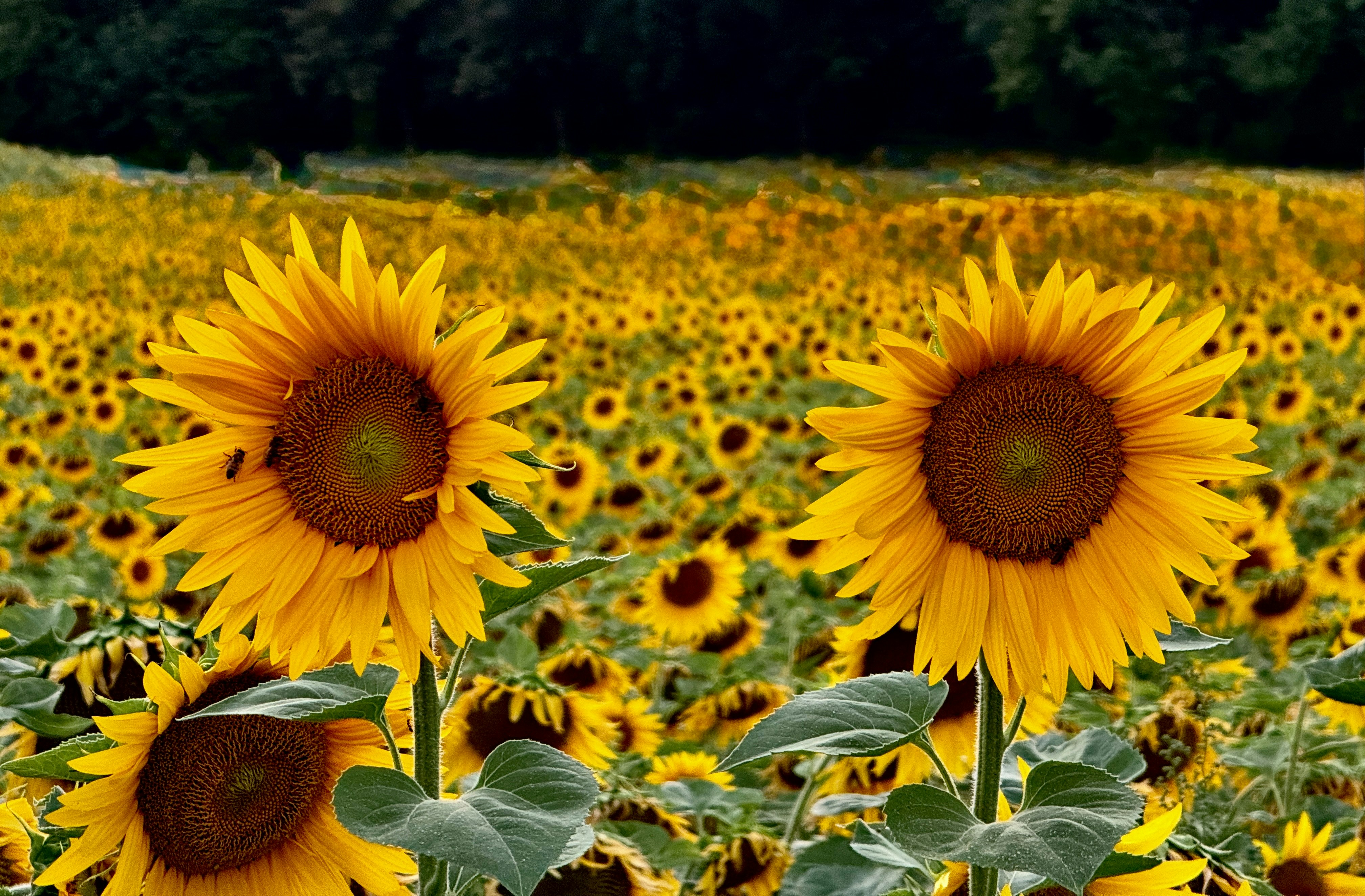 Two large sunflowers stand prominently in a vast field