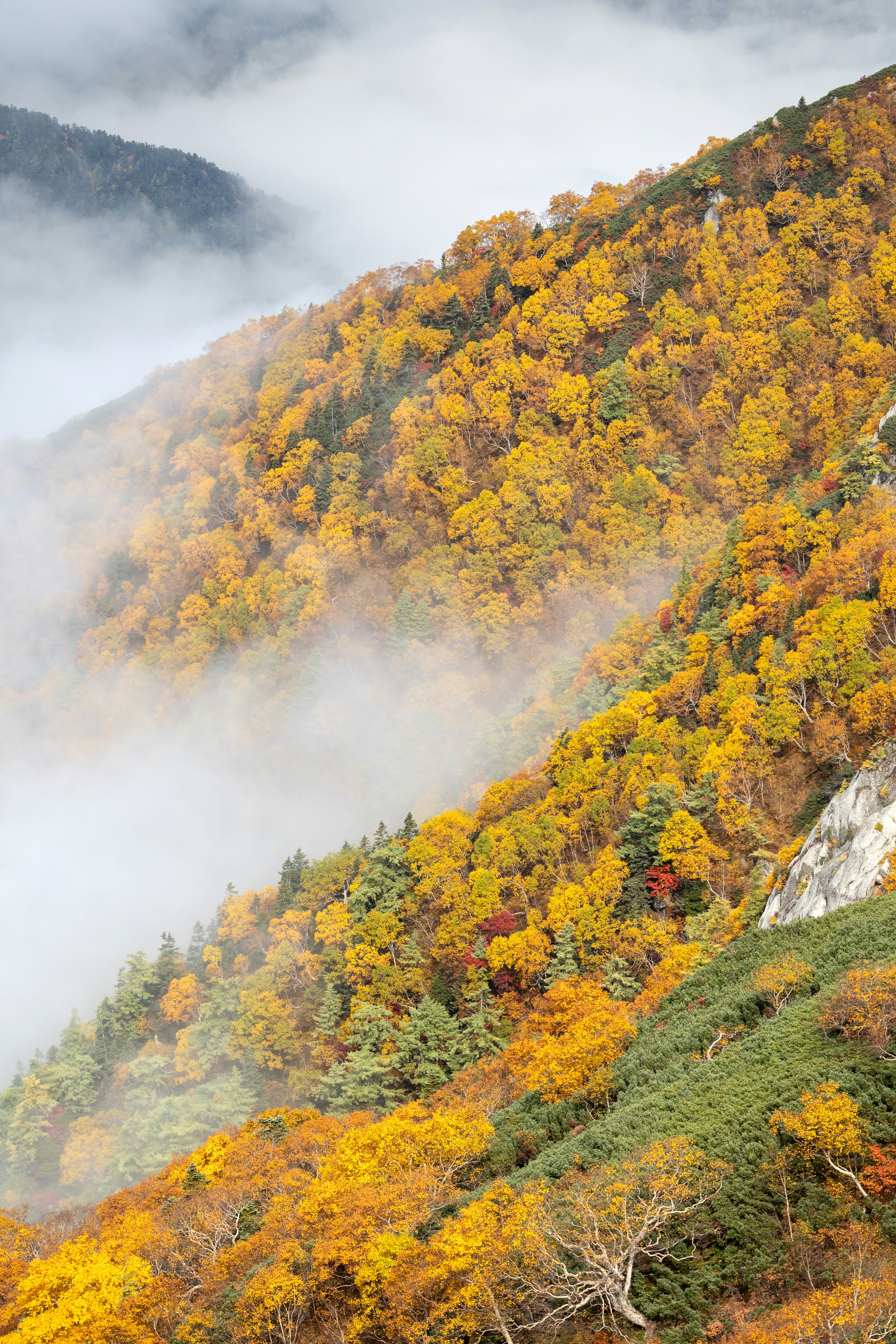 Vibrant autumn trees on a misty mountain.
