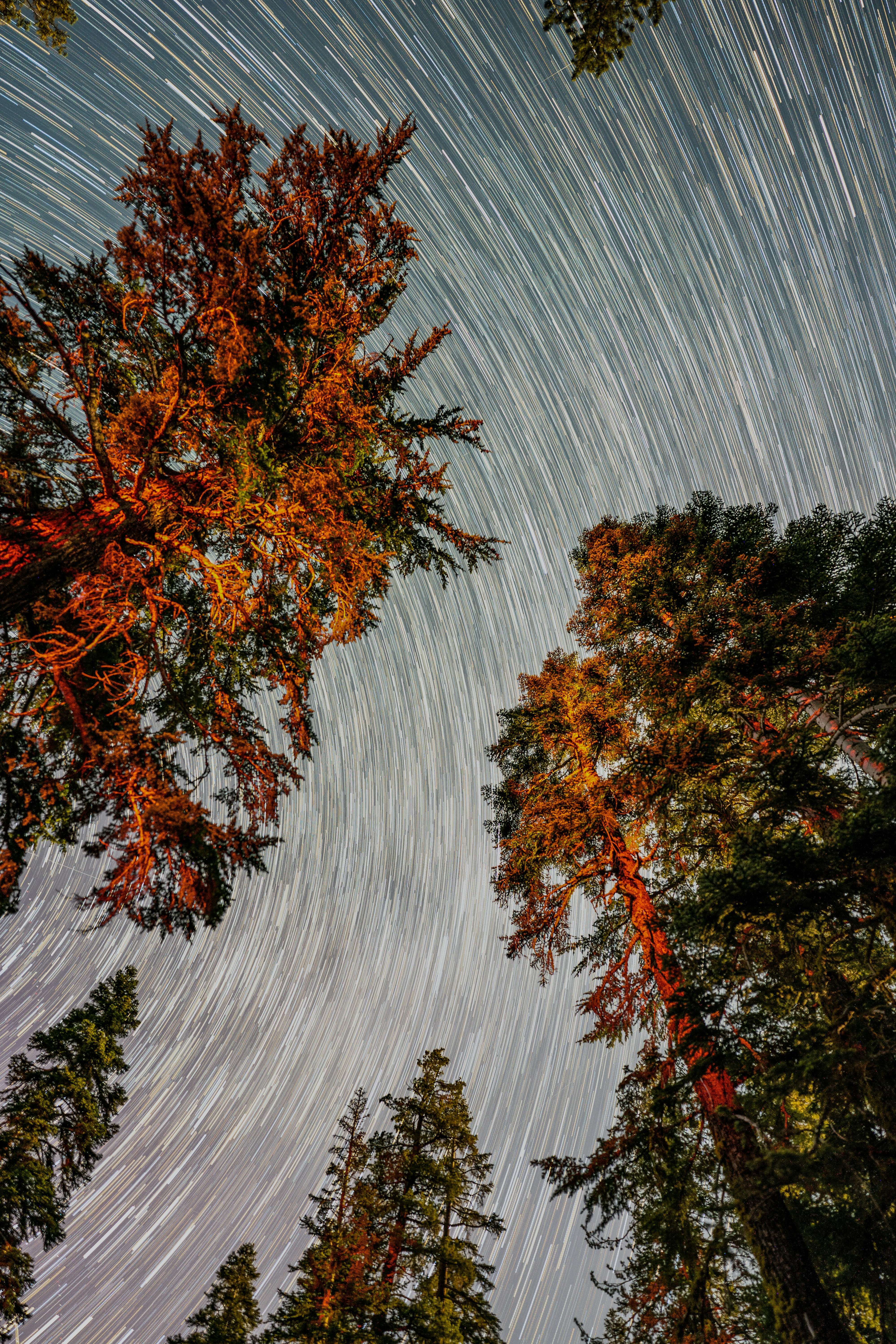 Star trails arc over tall trees in a night forest.