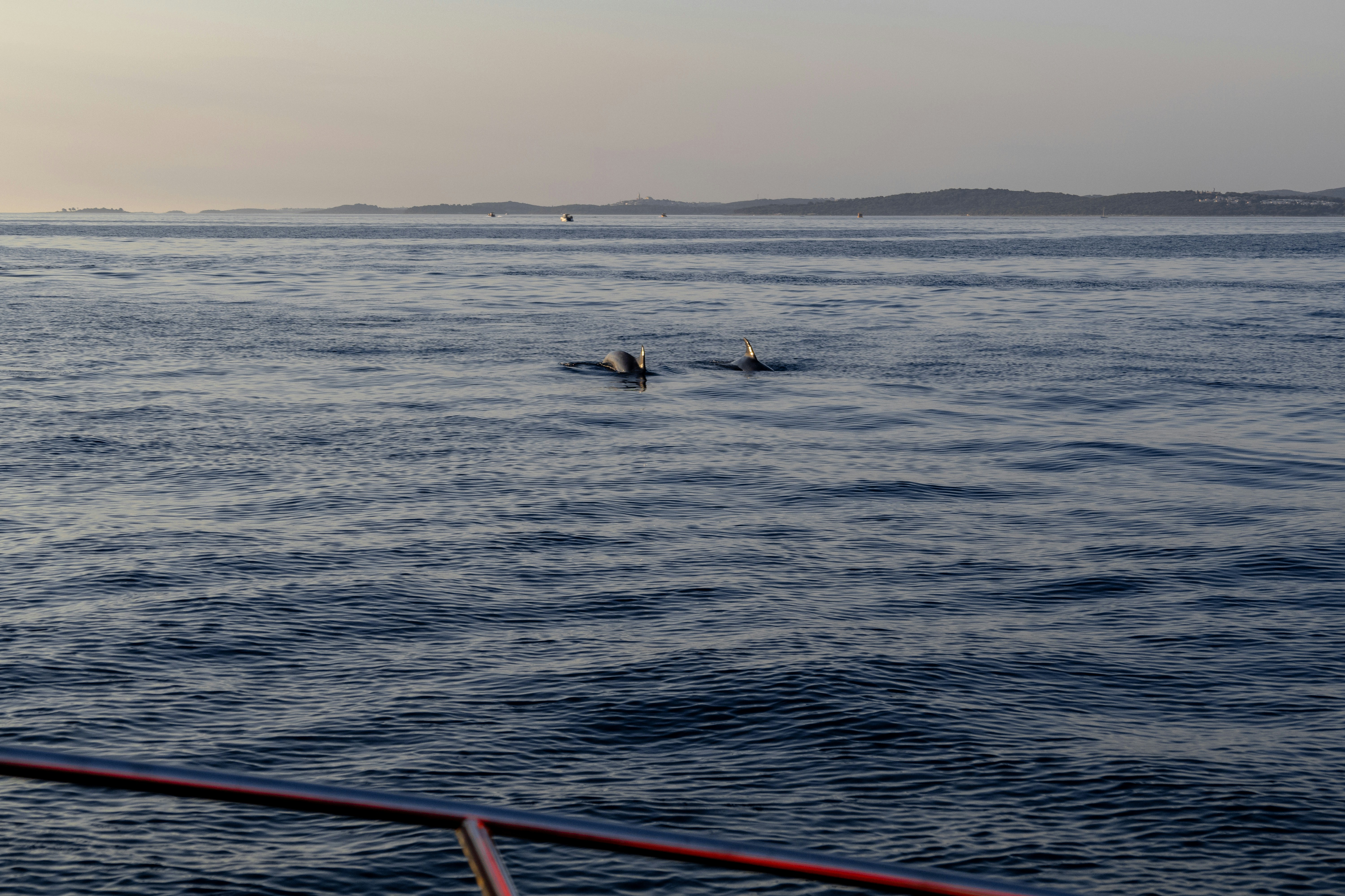 Two dolphins swimming in the ocean with distant land.