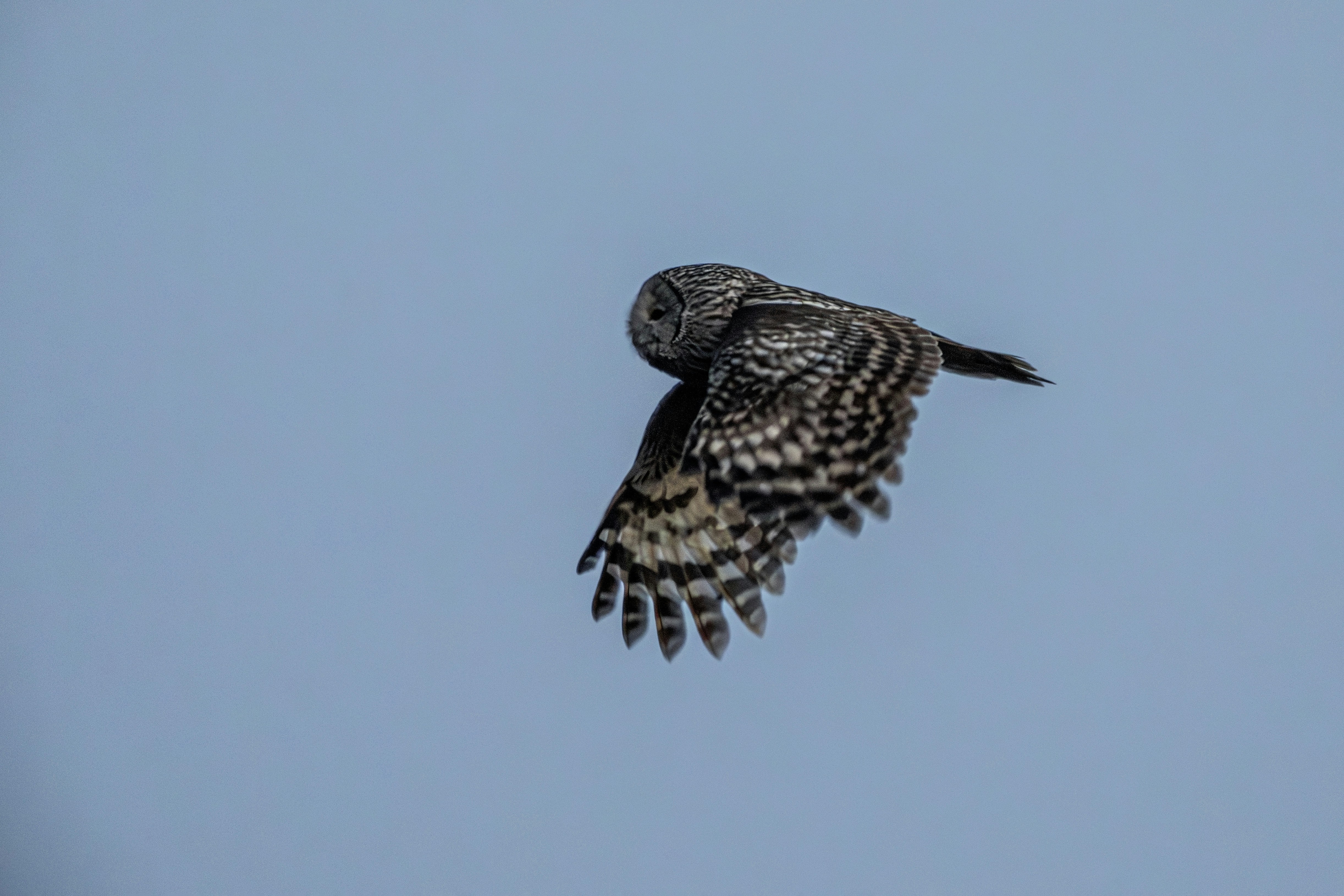 A great gray owl flying against a clear blue sky.
