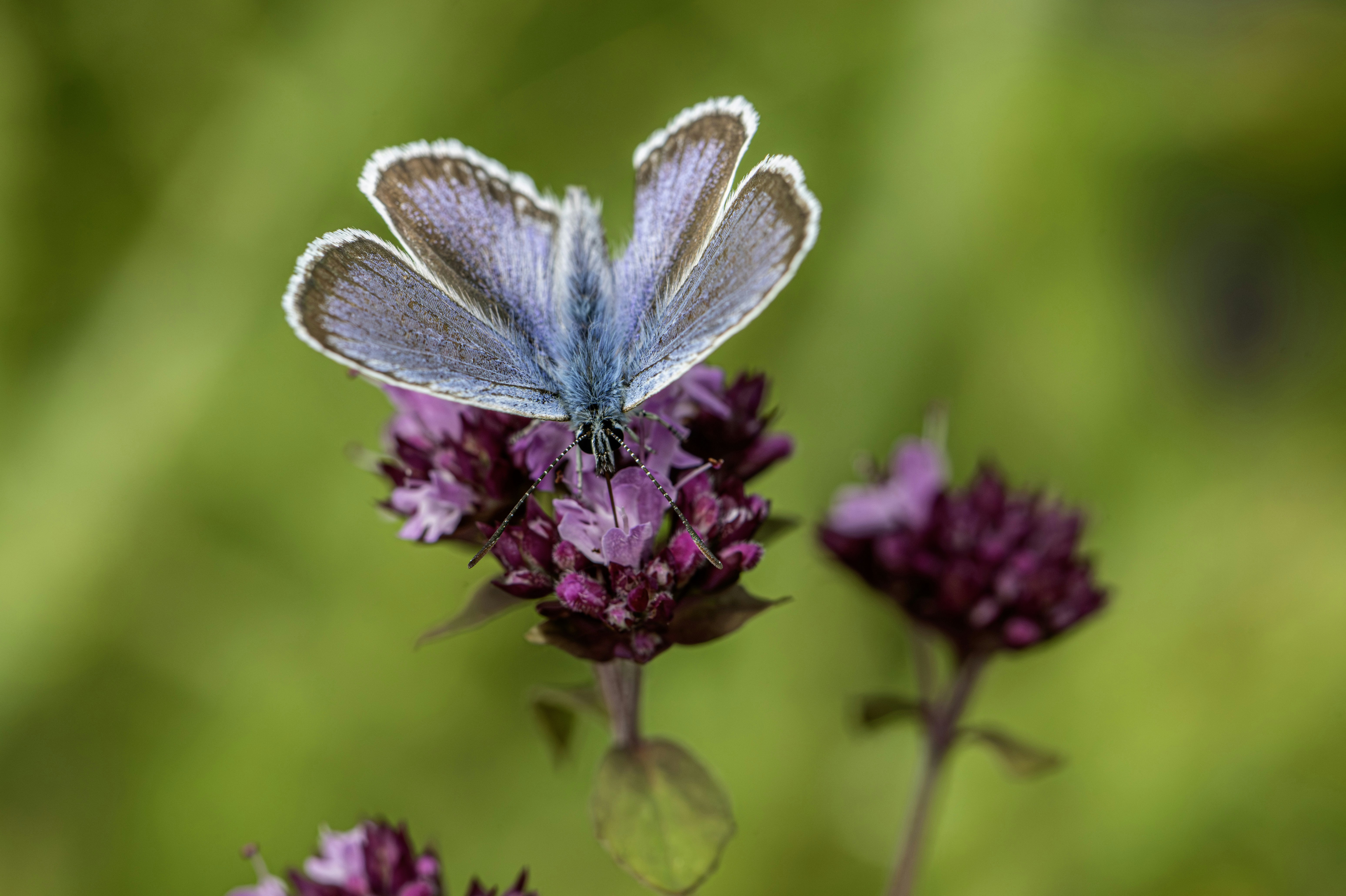 Blue butterfly with open wings on a purple wildflower.
