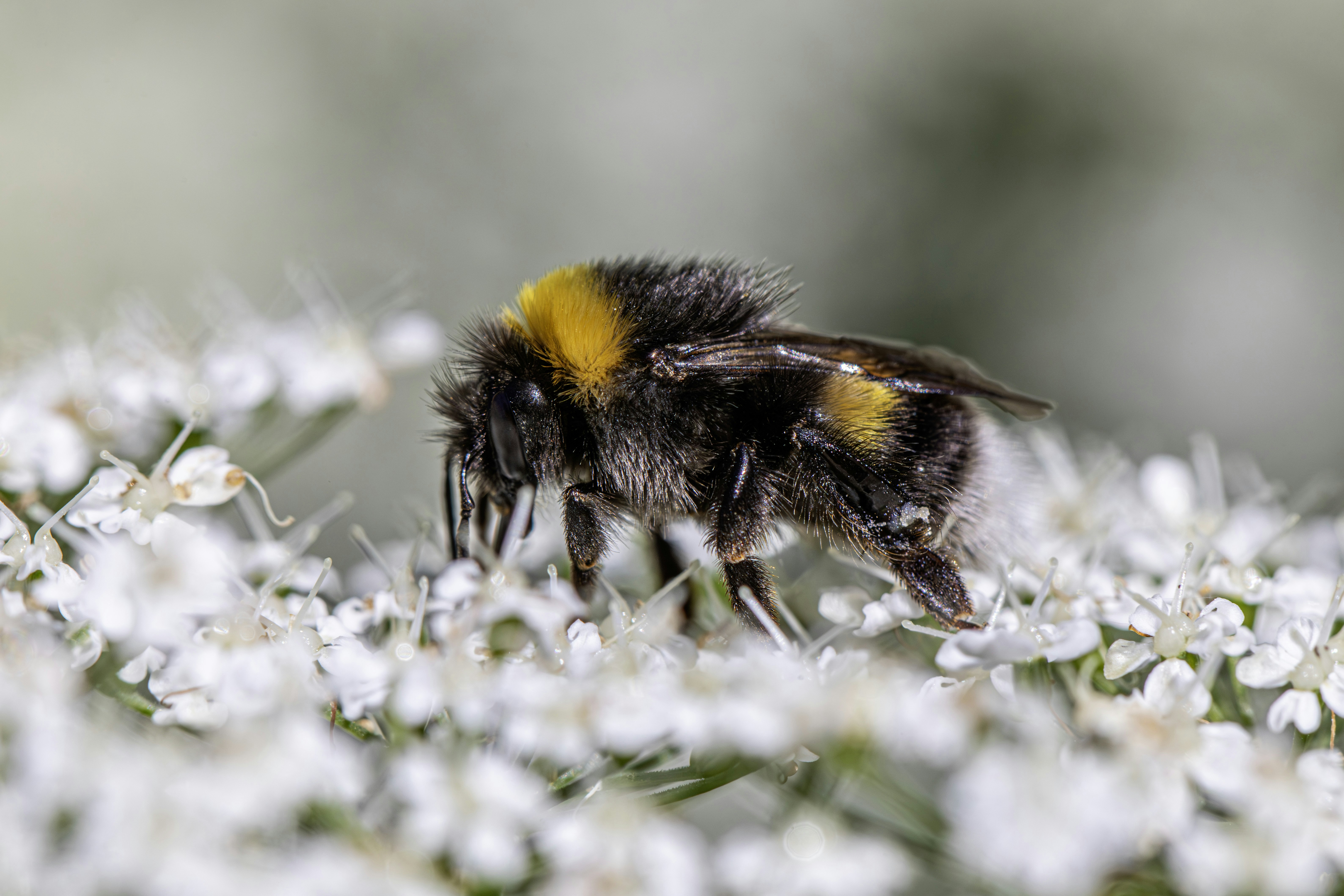 A bumblebee with yellow stripes foraging on white flowers.