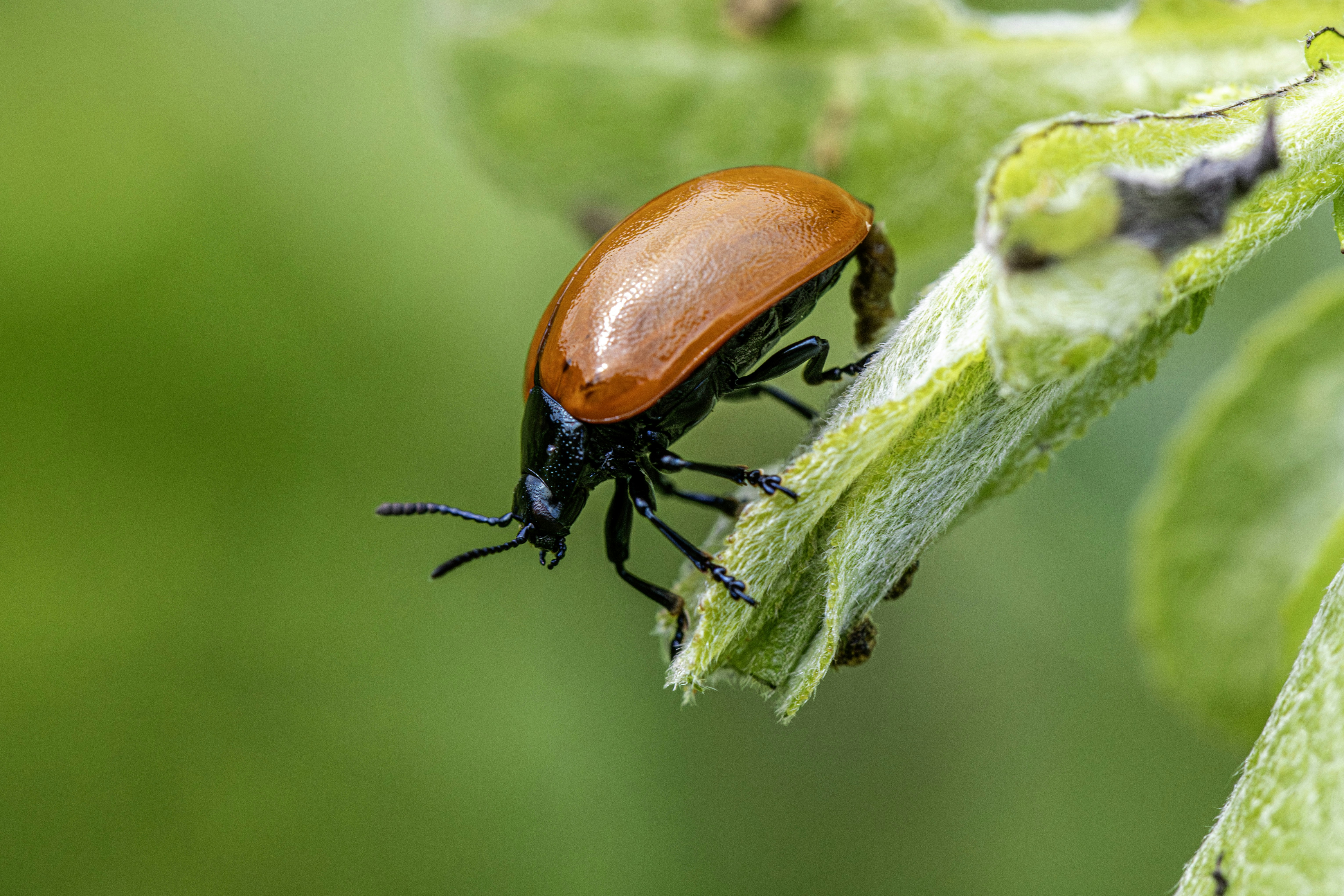 A shiny reddish-brown beetle crawls on a green leaf.