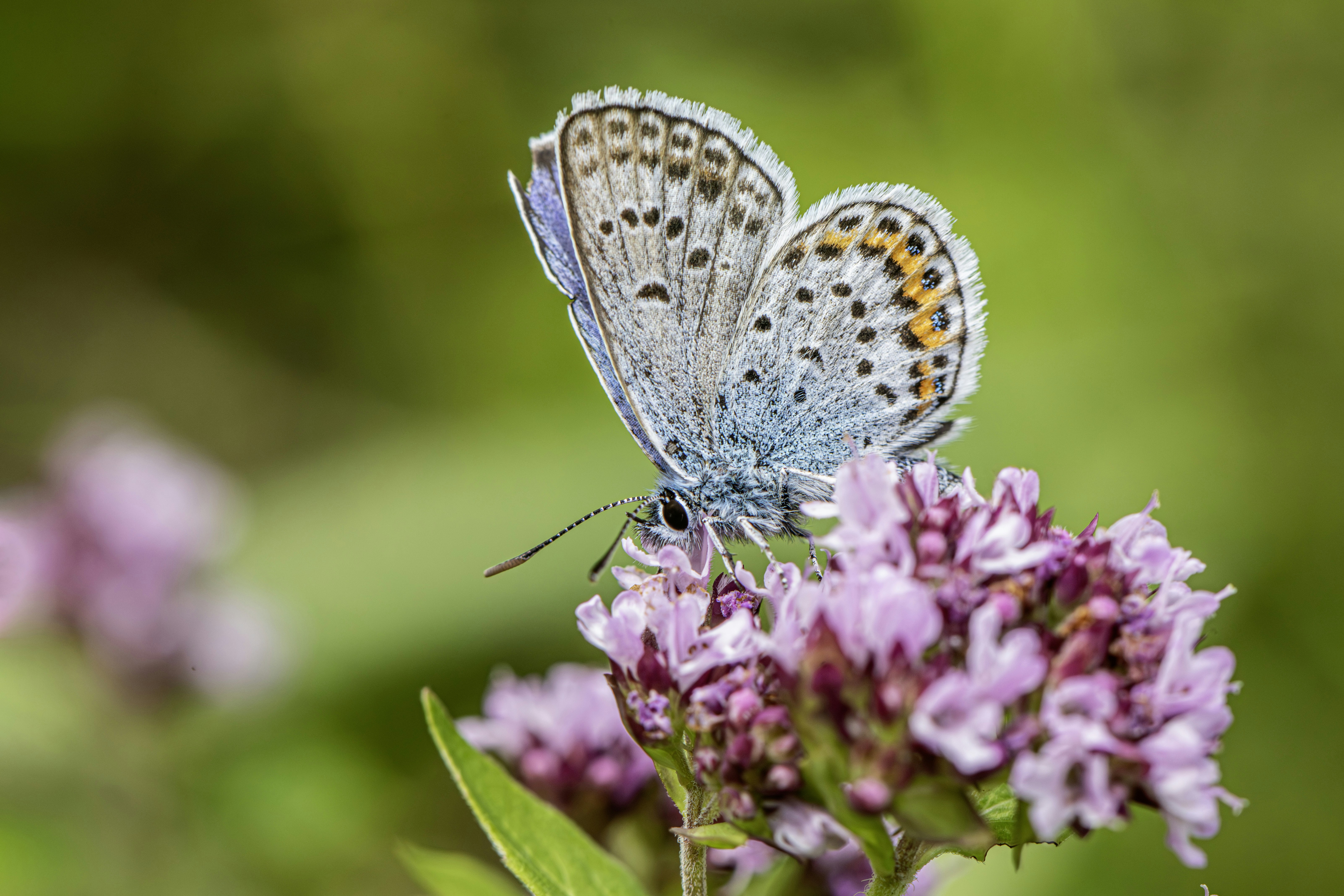 A beautiful blue butterfly rests on a vibrant purple flower.