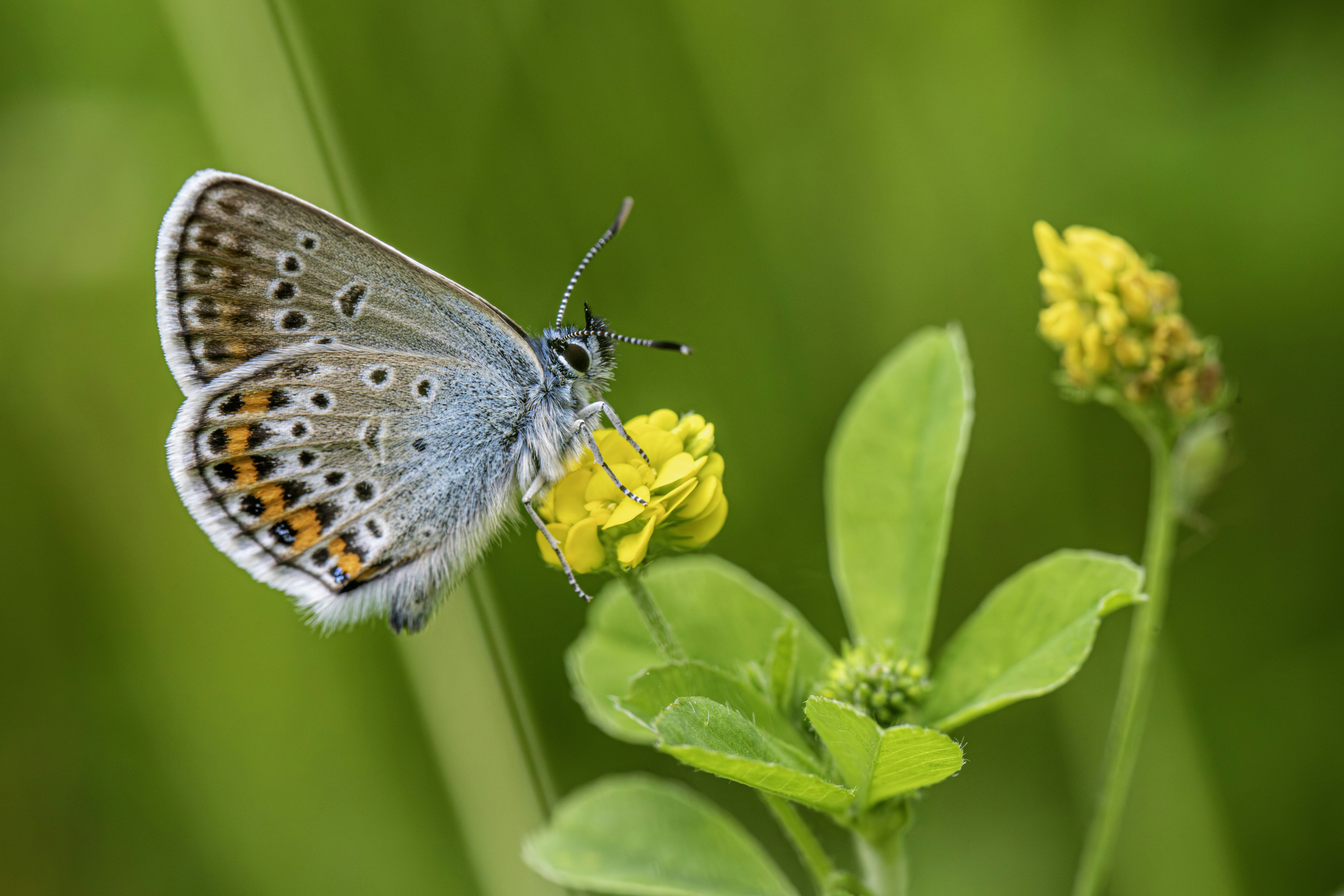 Blue butterfly with spotted wings on a yellow wildflower.