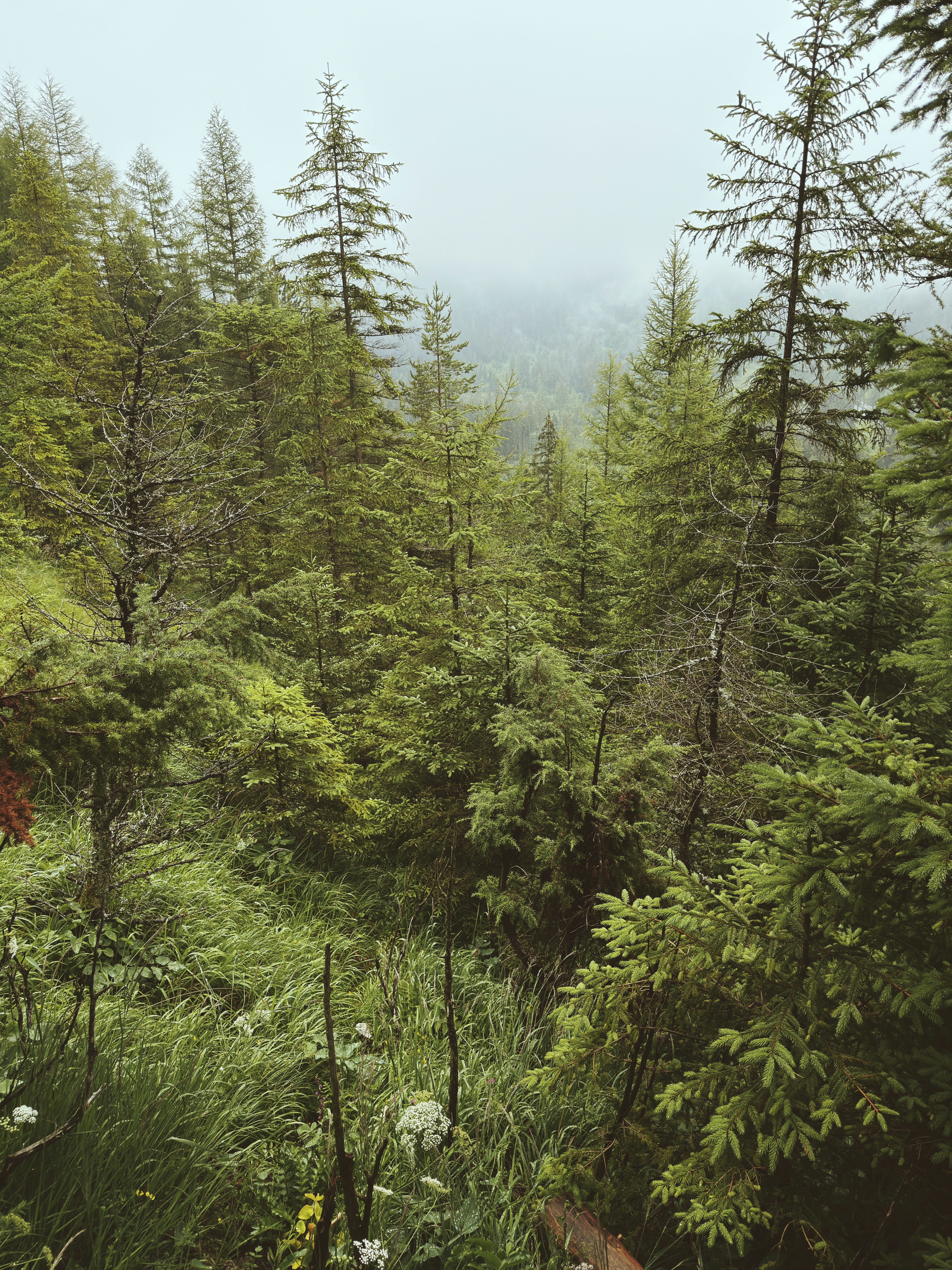 Misty forest with lush green trees and undergrowth.