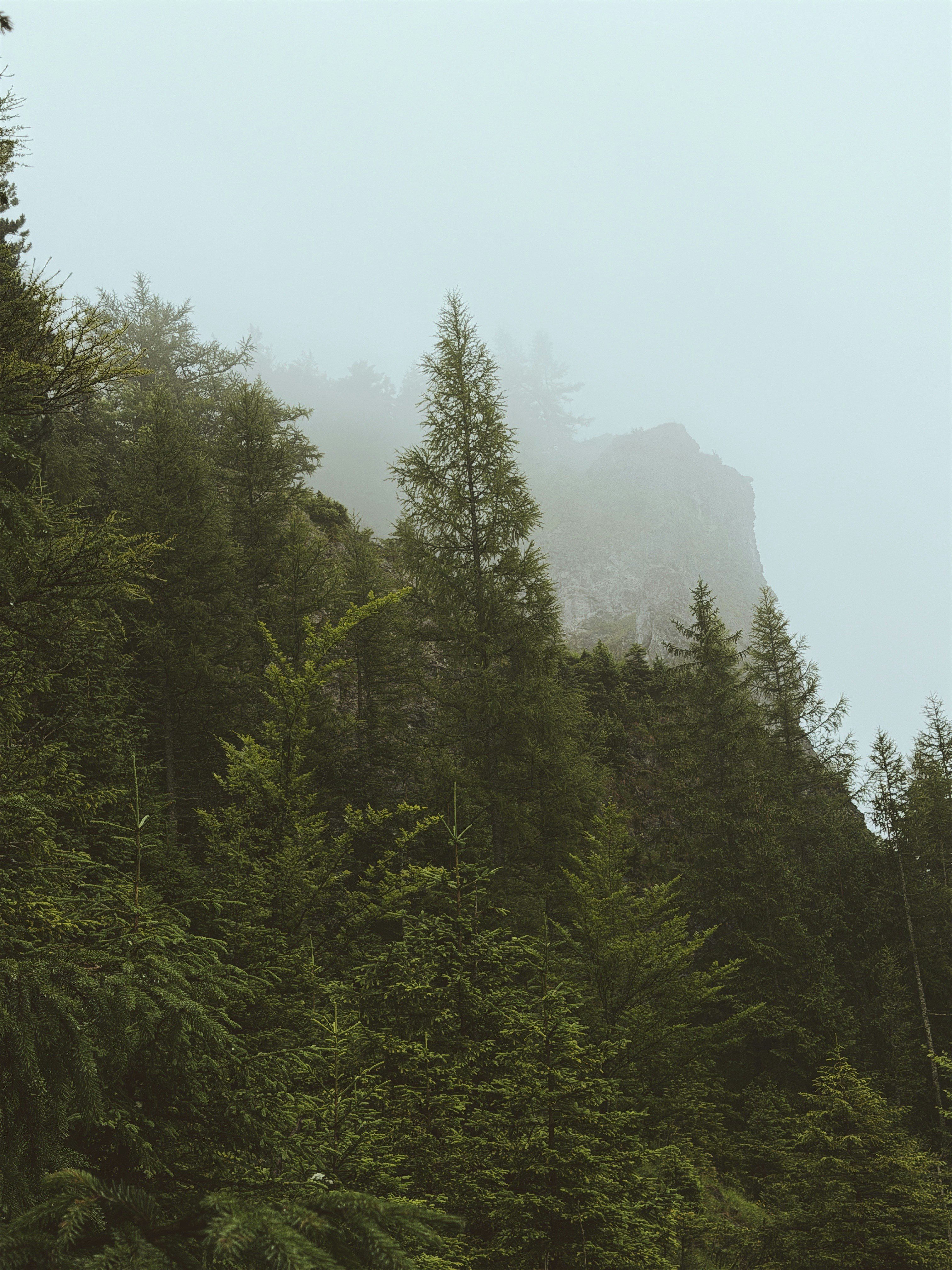 Misty forest with tall evergreen trees and a rocky cliff.