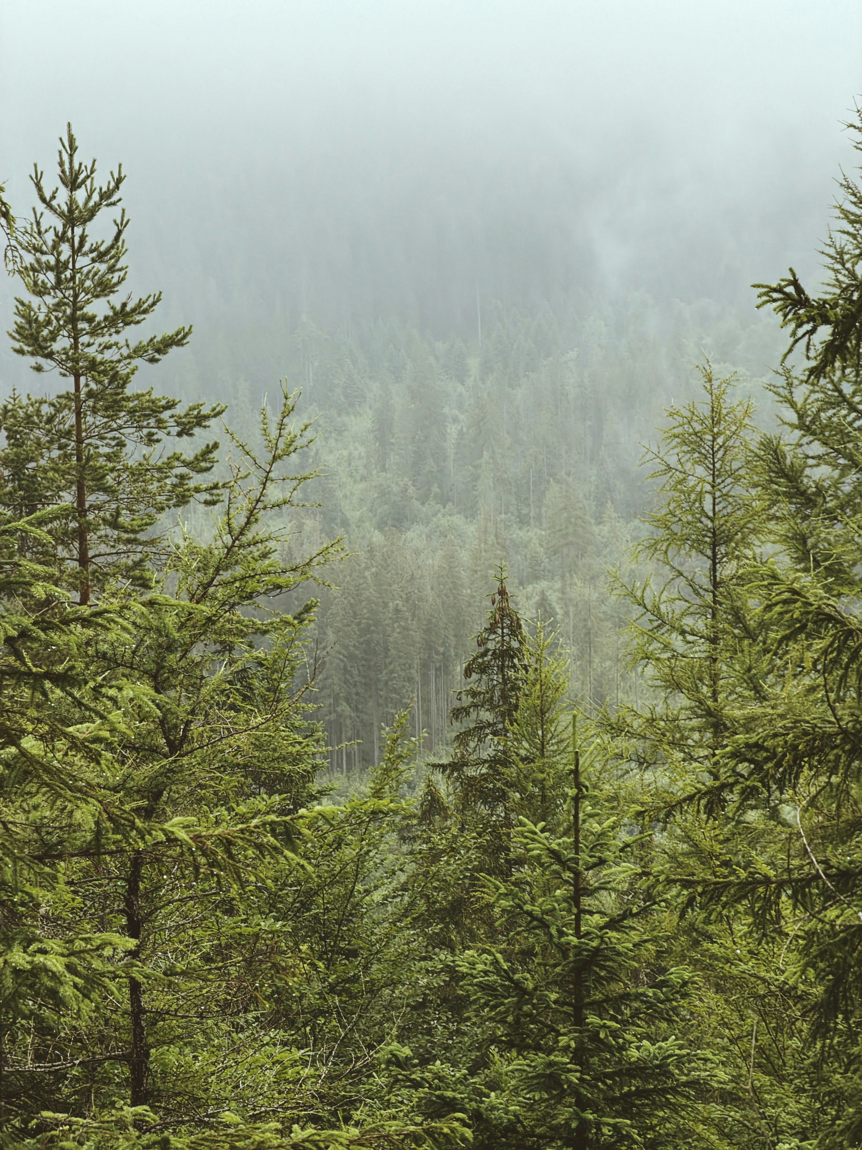 A dense evergreen forest shrouded in mist and fog.