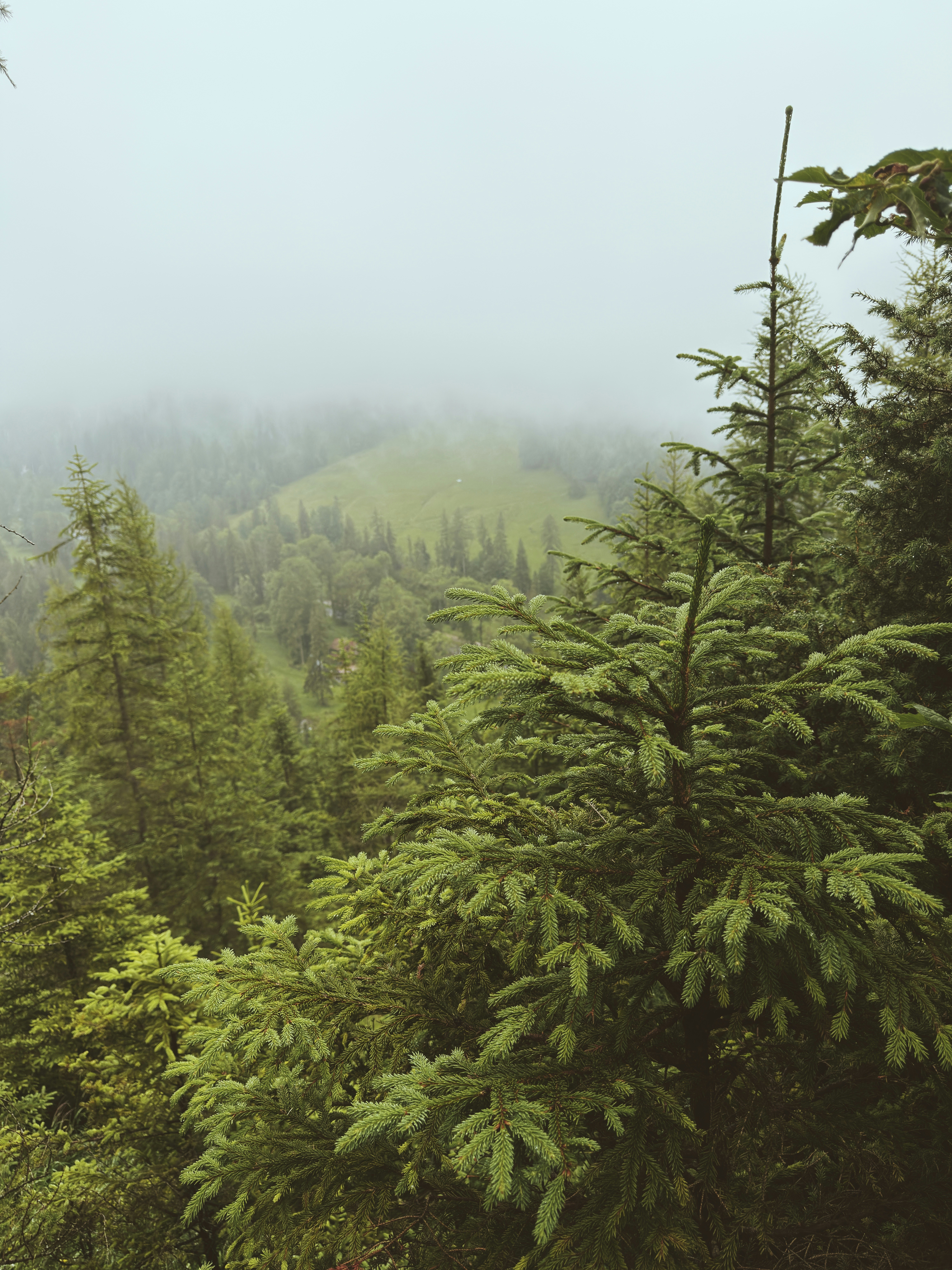 Misty evergreen forest with a distant green hill - Free Photo on Unsplash