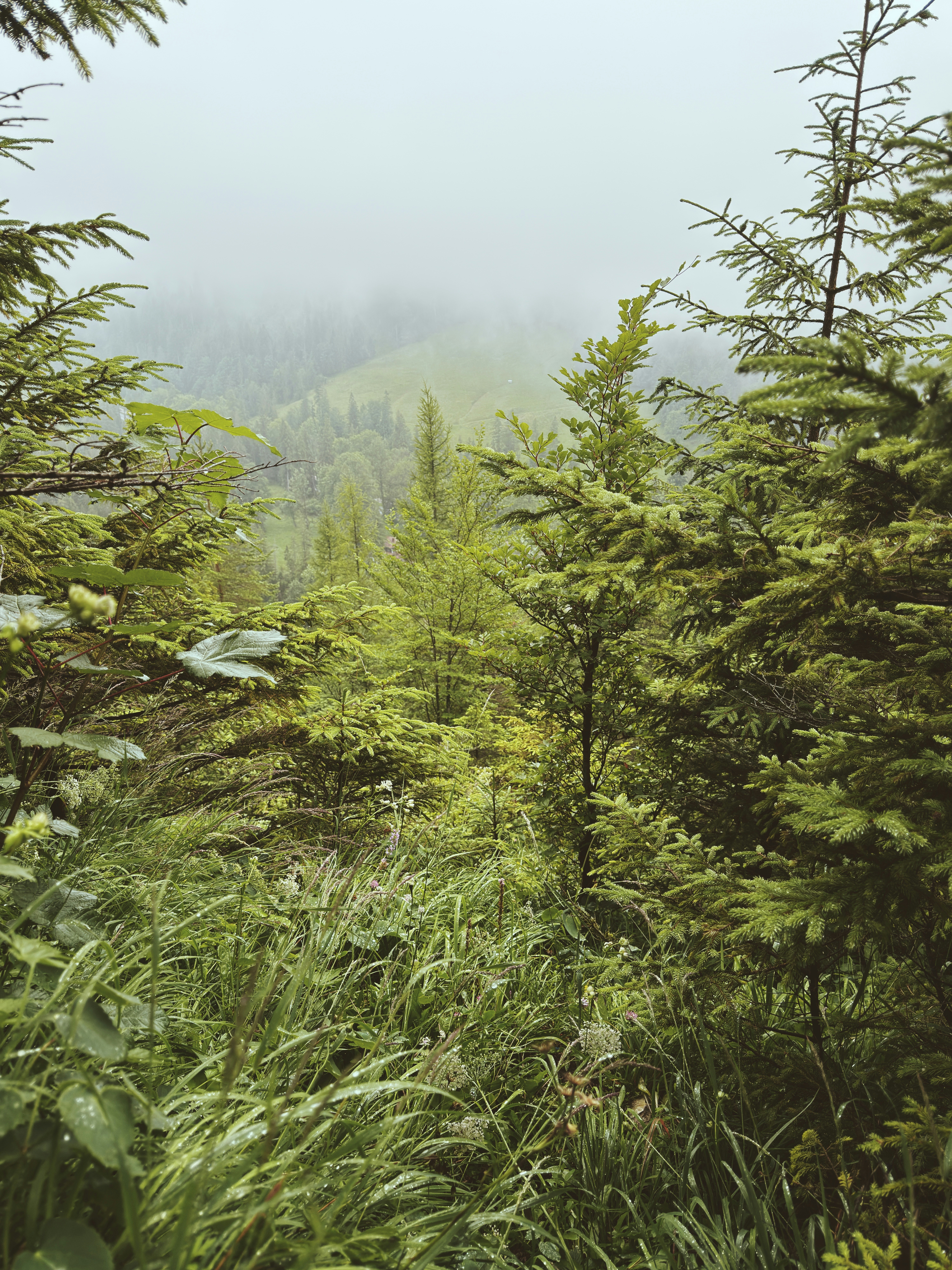 Green forest with tall grass and misty mountains.