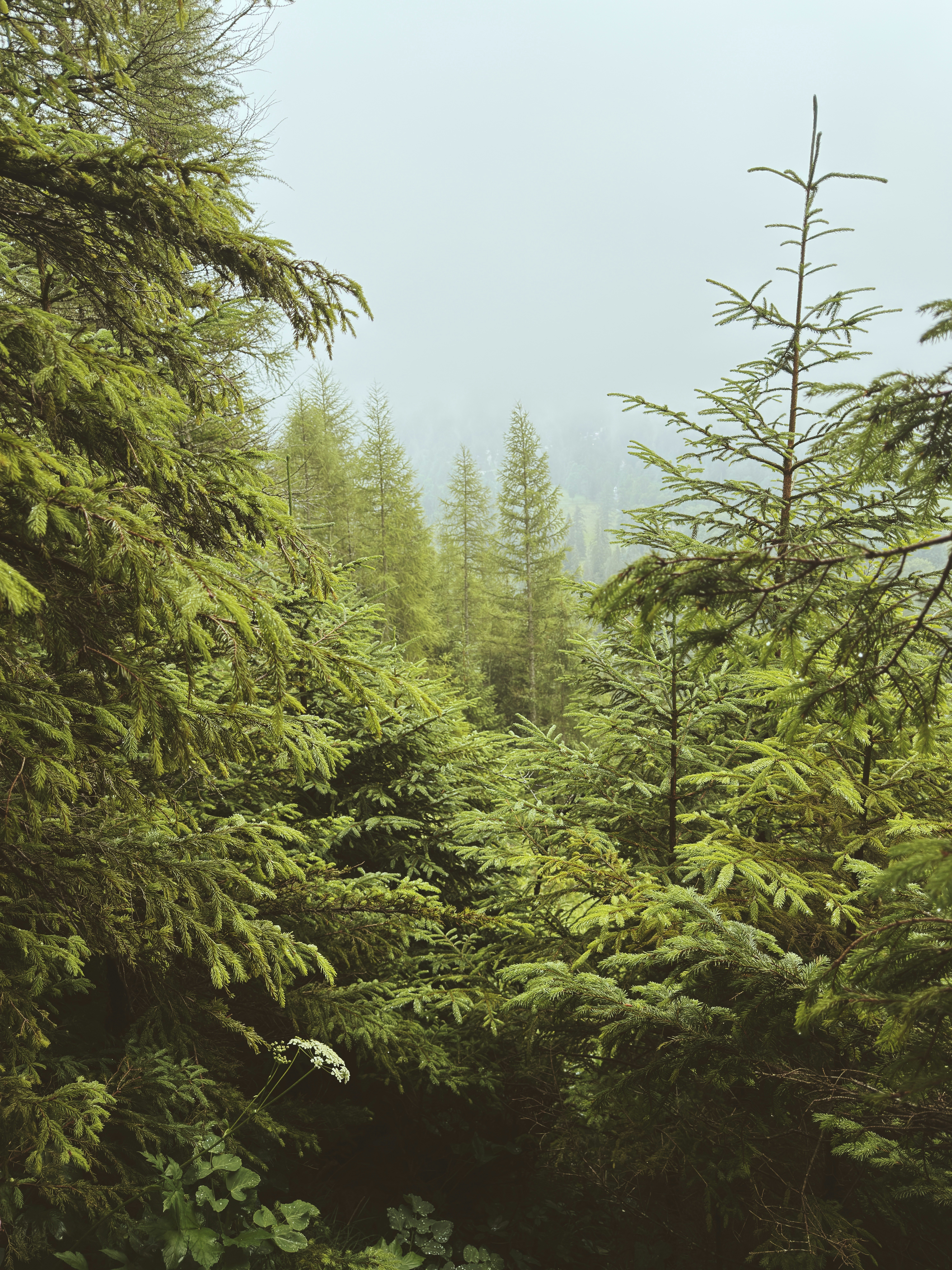 Dense green forest with mist in the background.