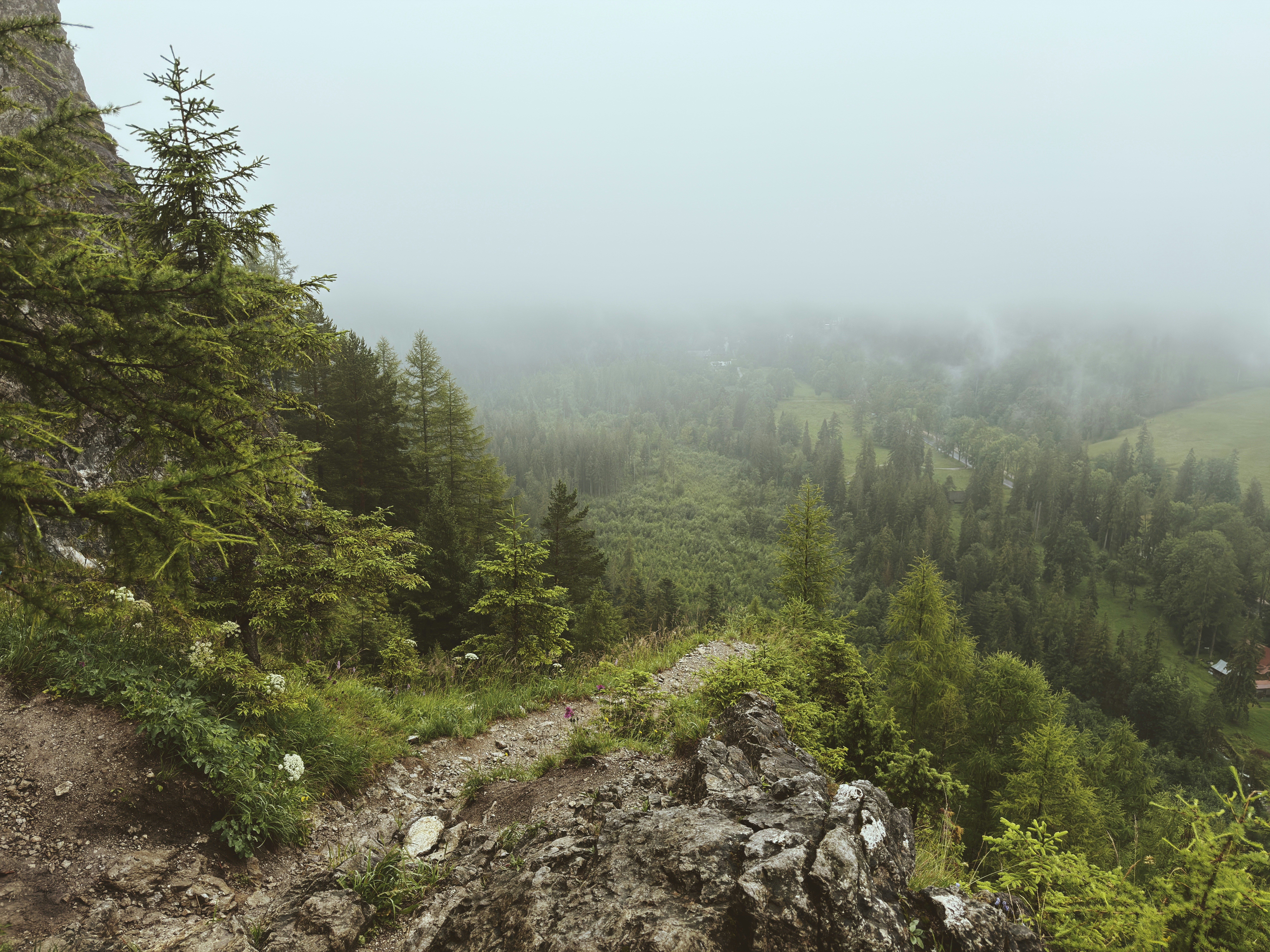 A foggy mountain trail winding through a green forest.
