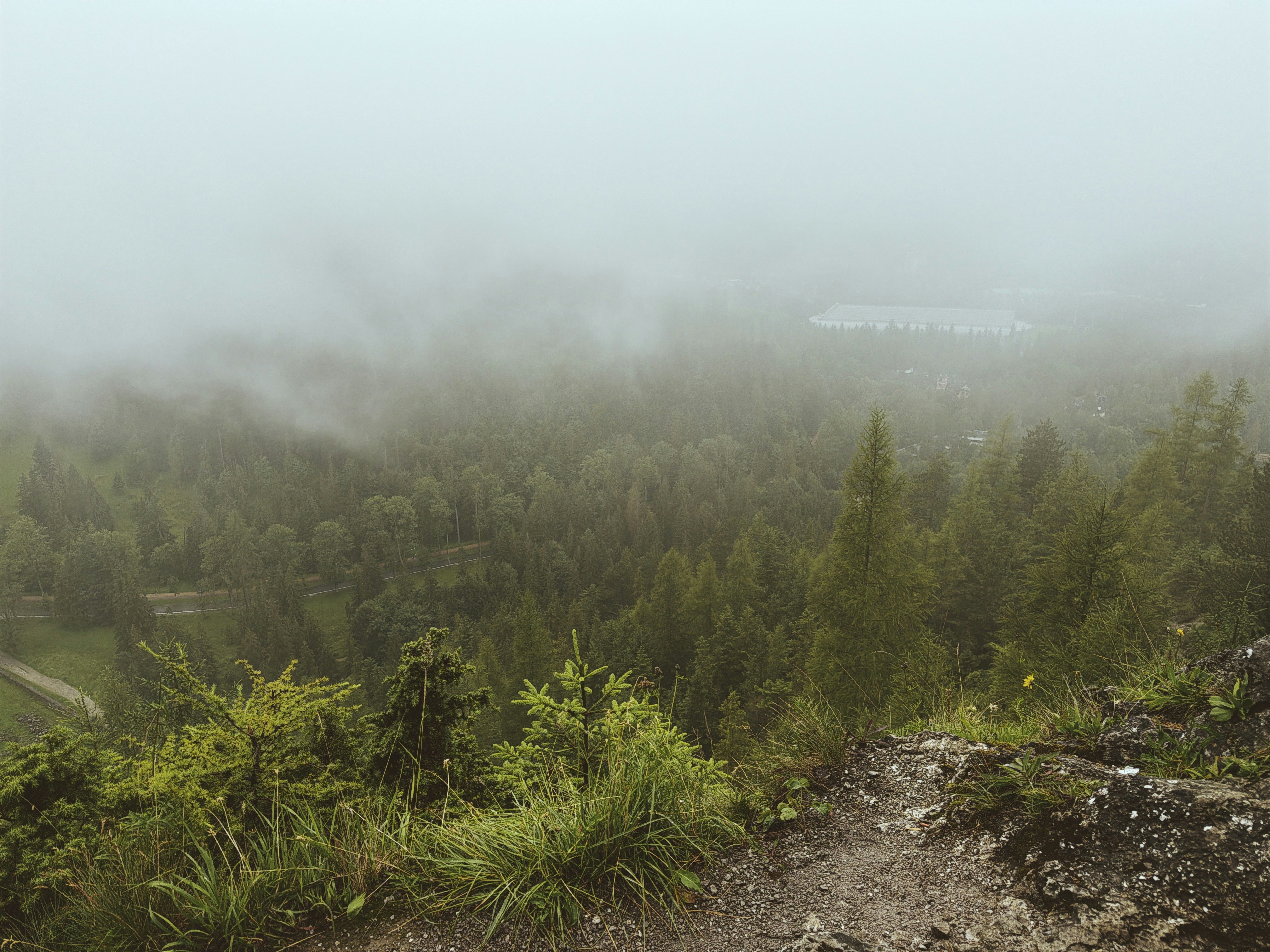 Mountain biker descending through a dark, foggy pine forest trail