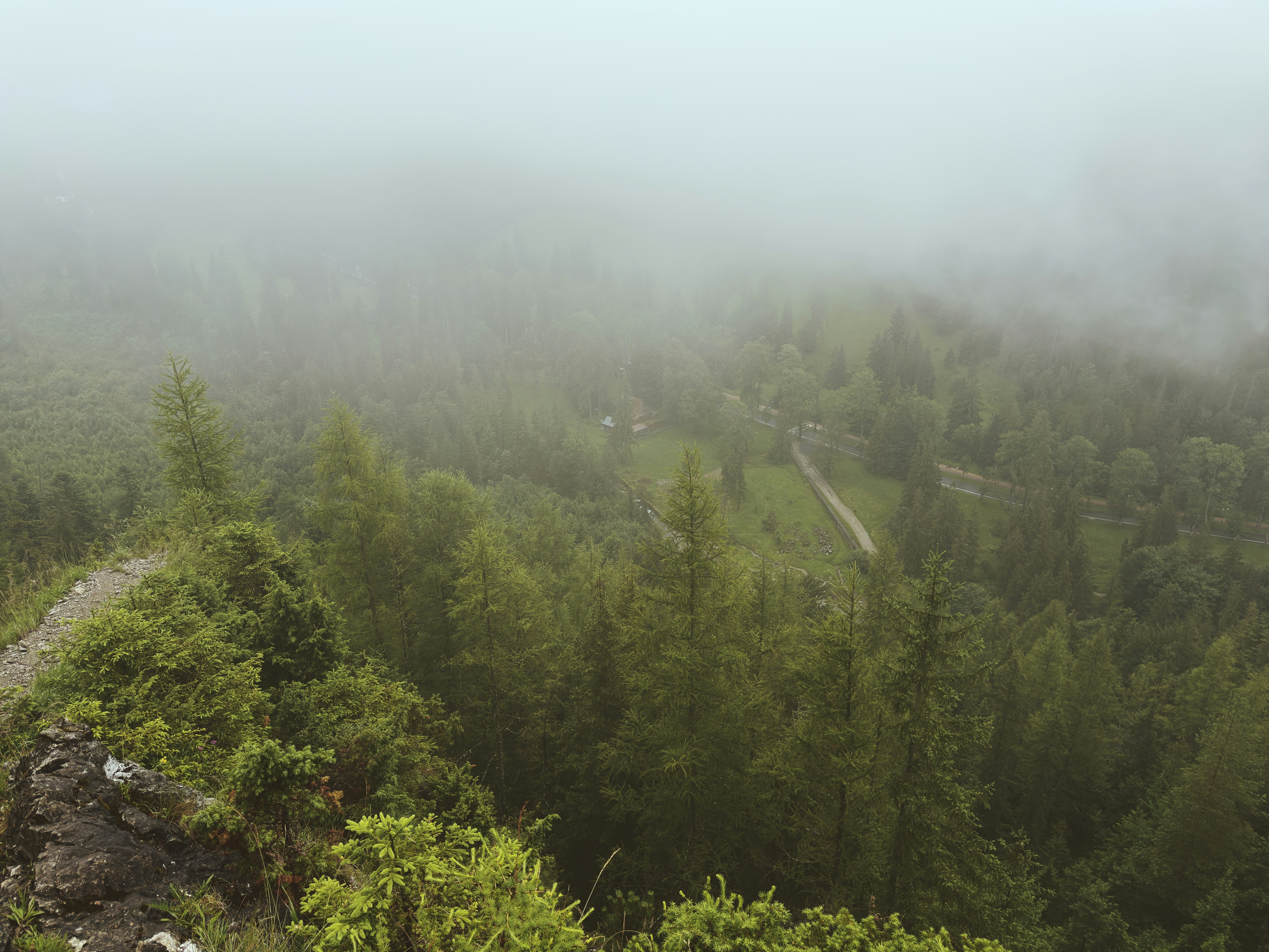 Foggy mountain forest with a winding path.