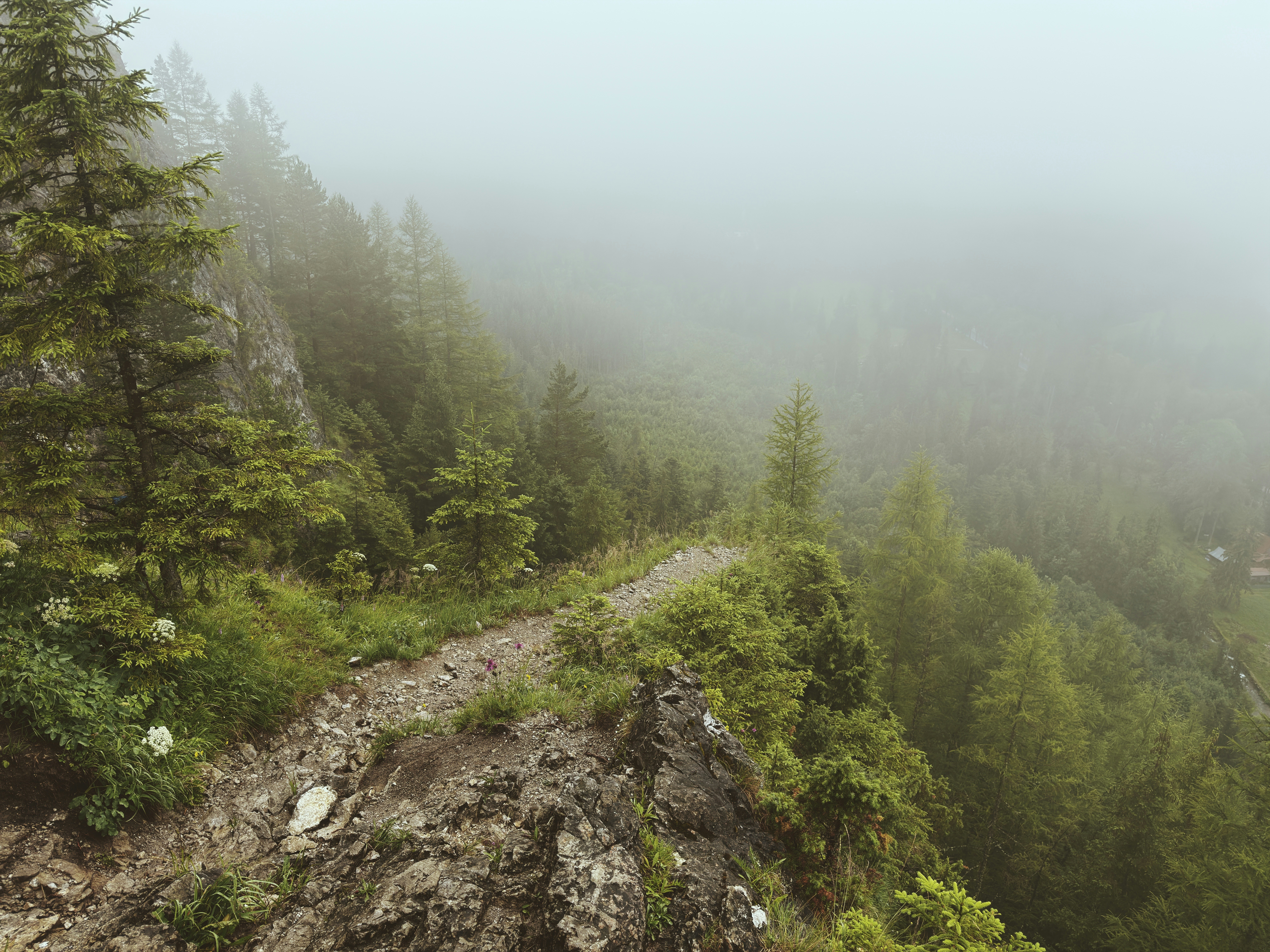 A foggy mountain trail winding through a dense forest.