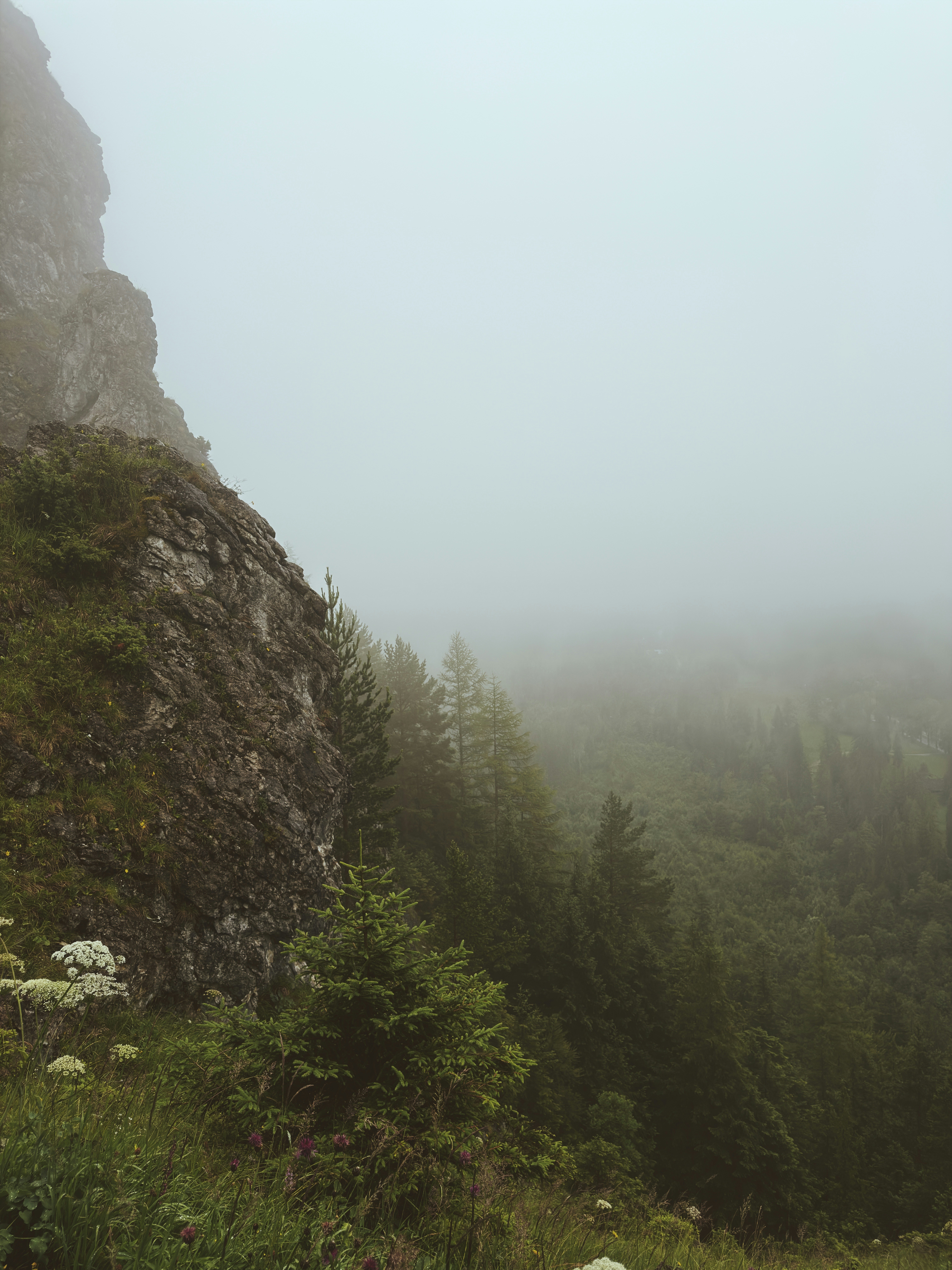 Misty mountain landscape with rocky cliffs and pine trees.