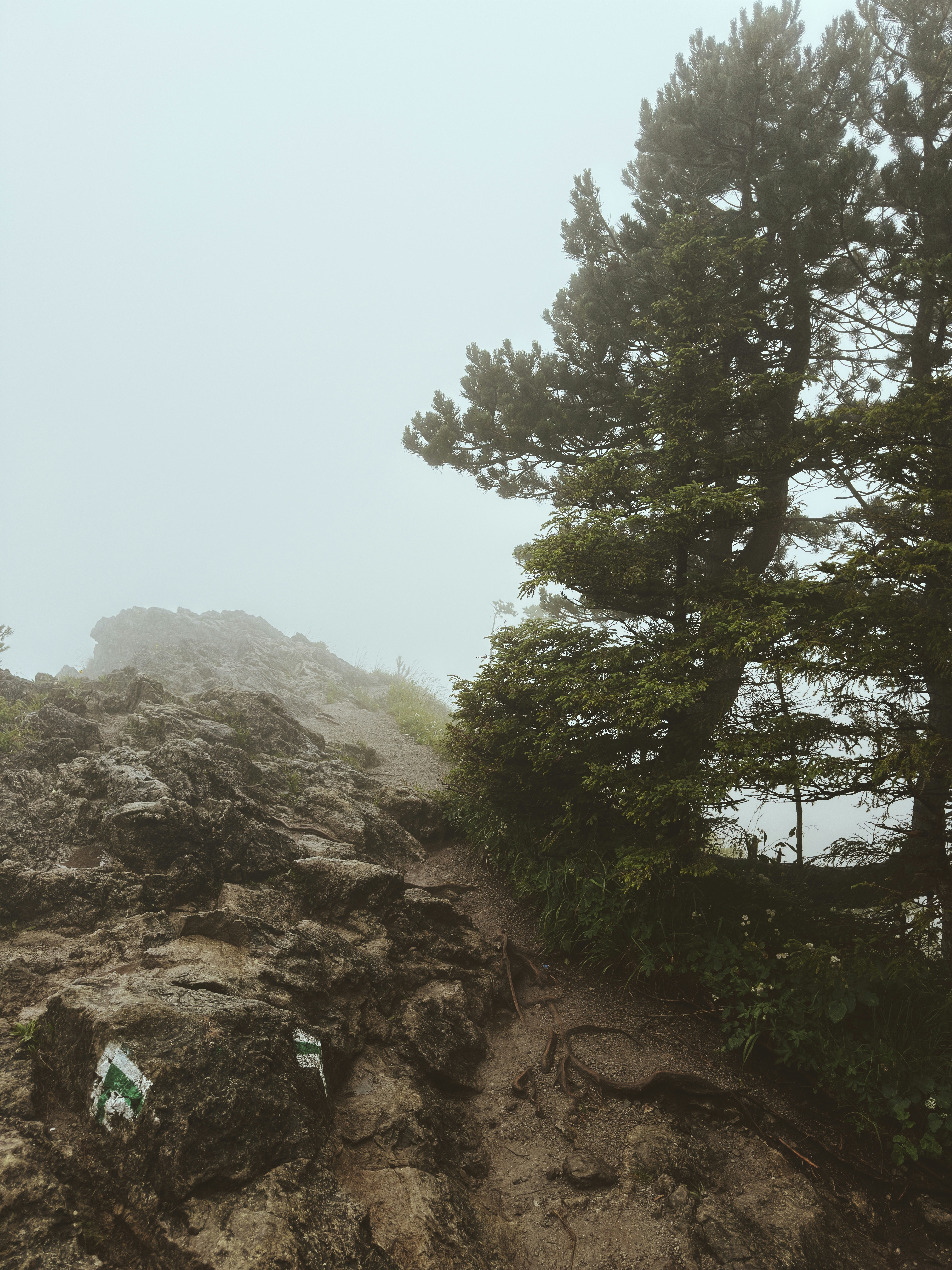 A rocky mountain path winds through trees in dense fog.