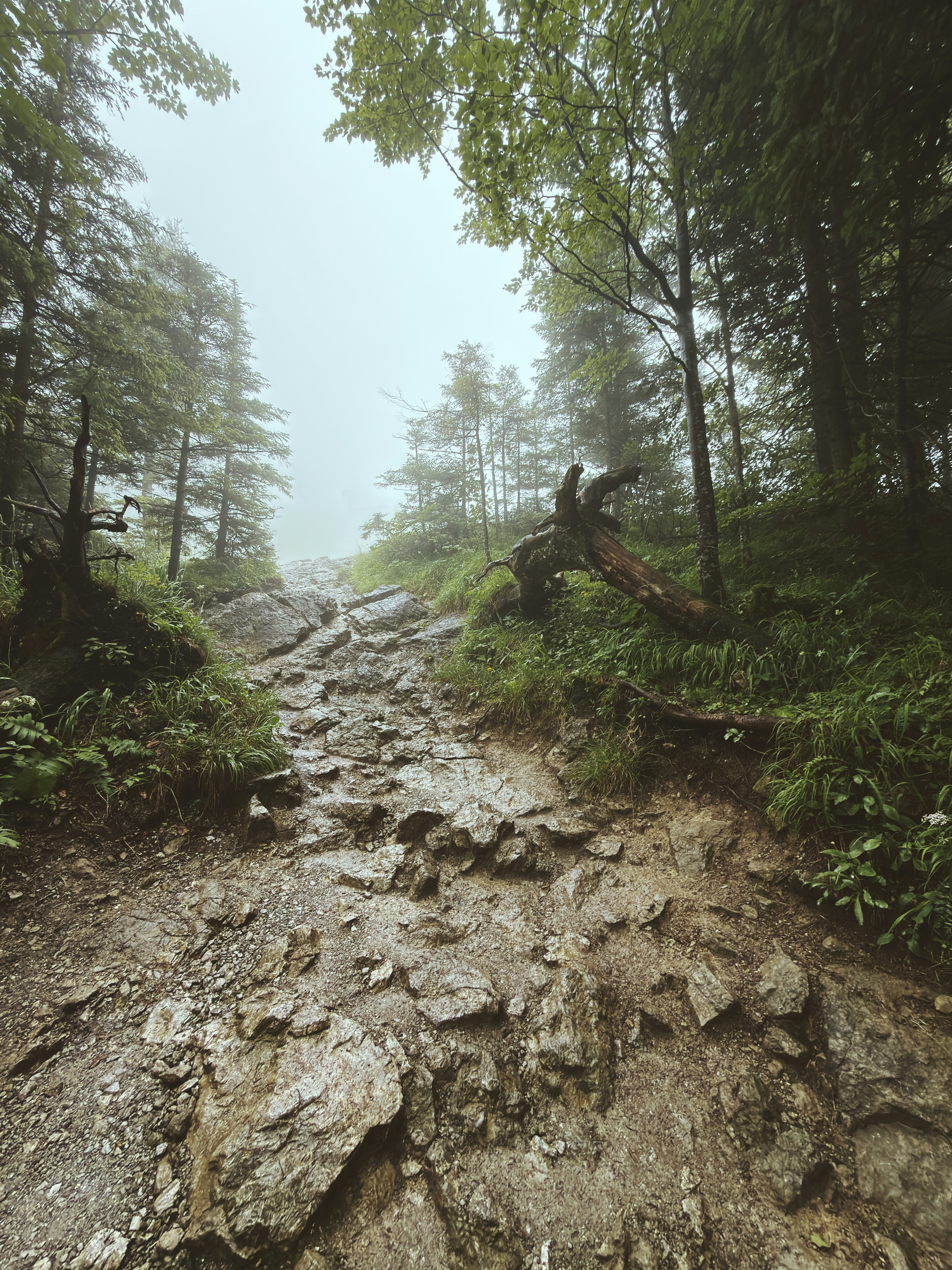 Rocky path ascending through a dense, misty forest.
