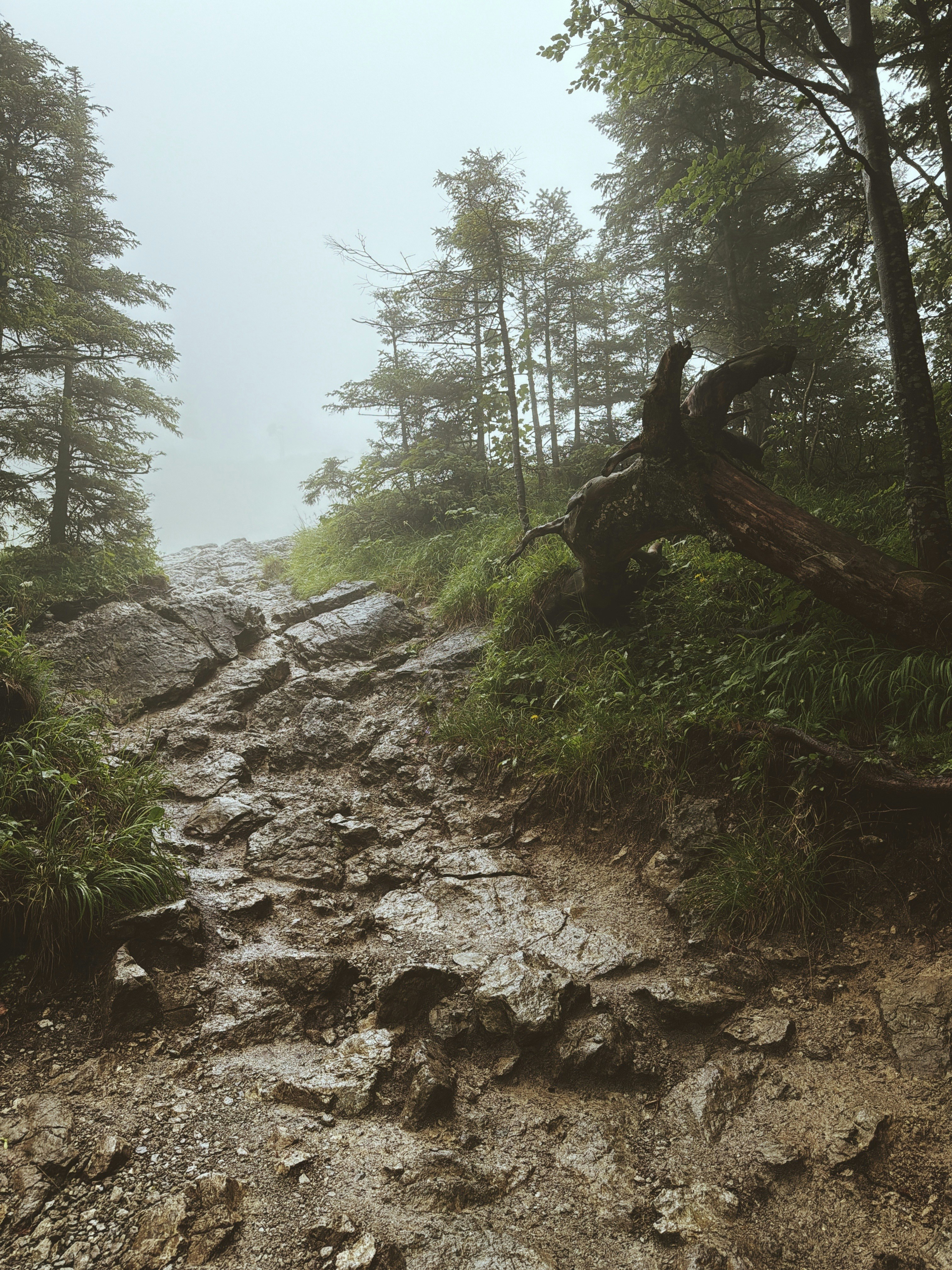 A rocky, muddy path winds through a foggy forest.