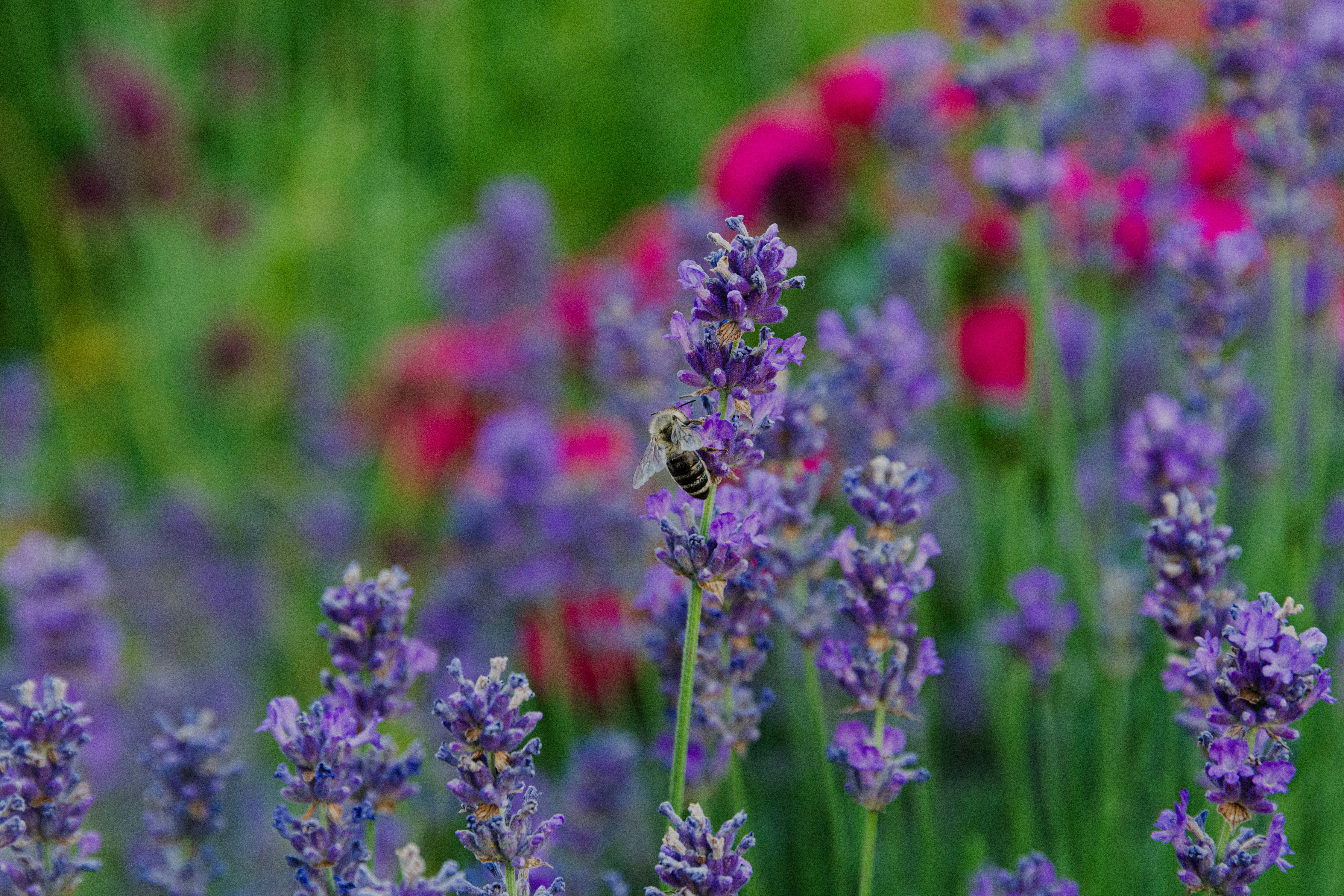 A bee pollinating purple lavender flowers in a garden.