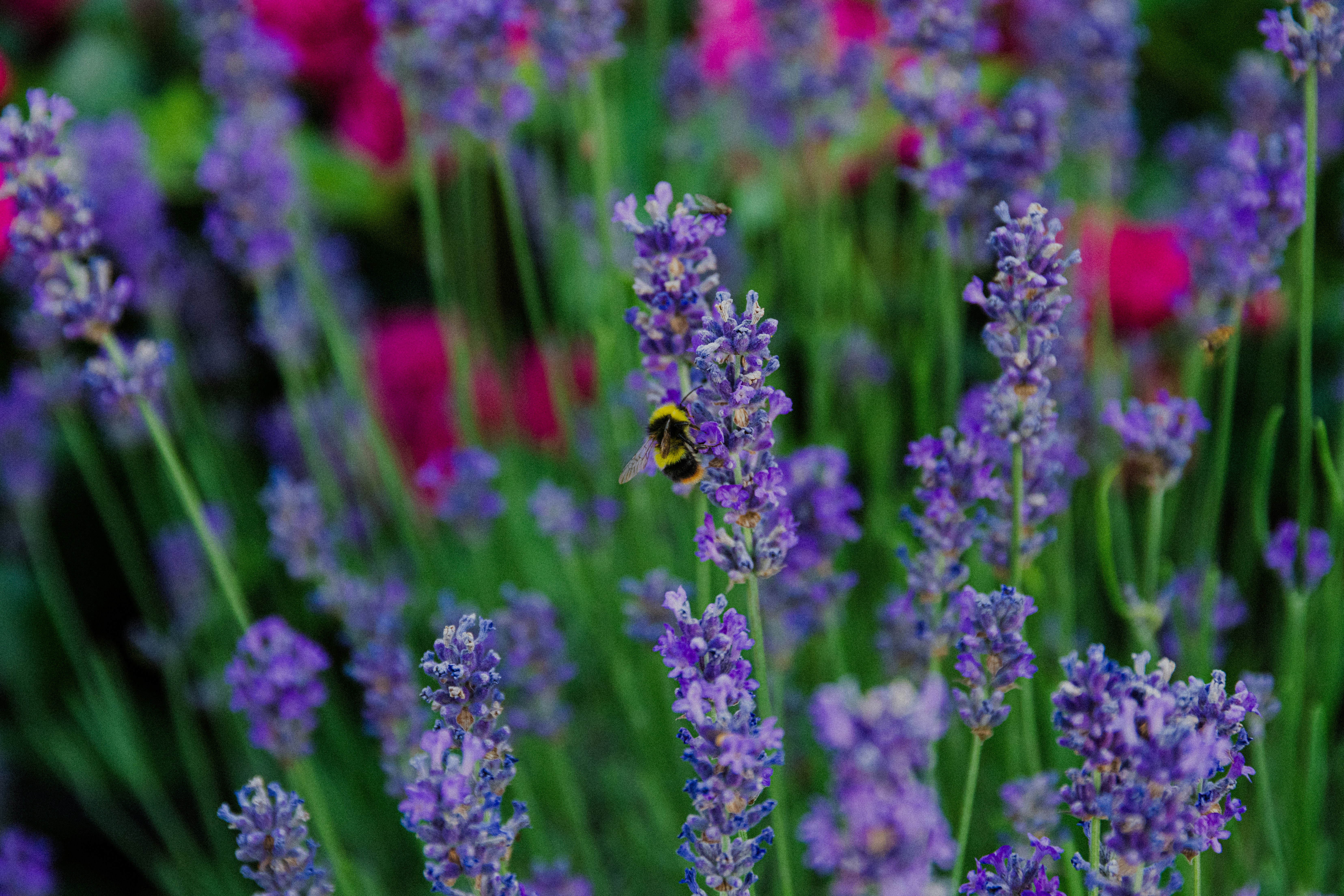A bumblebee pollinating fragrant purple lavender.