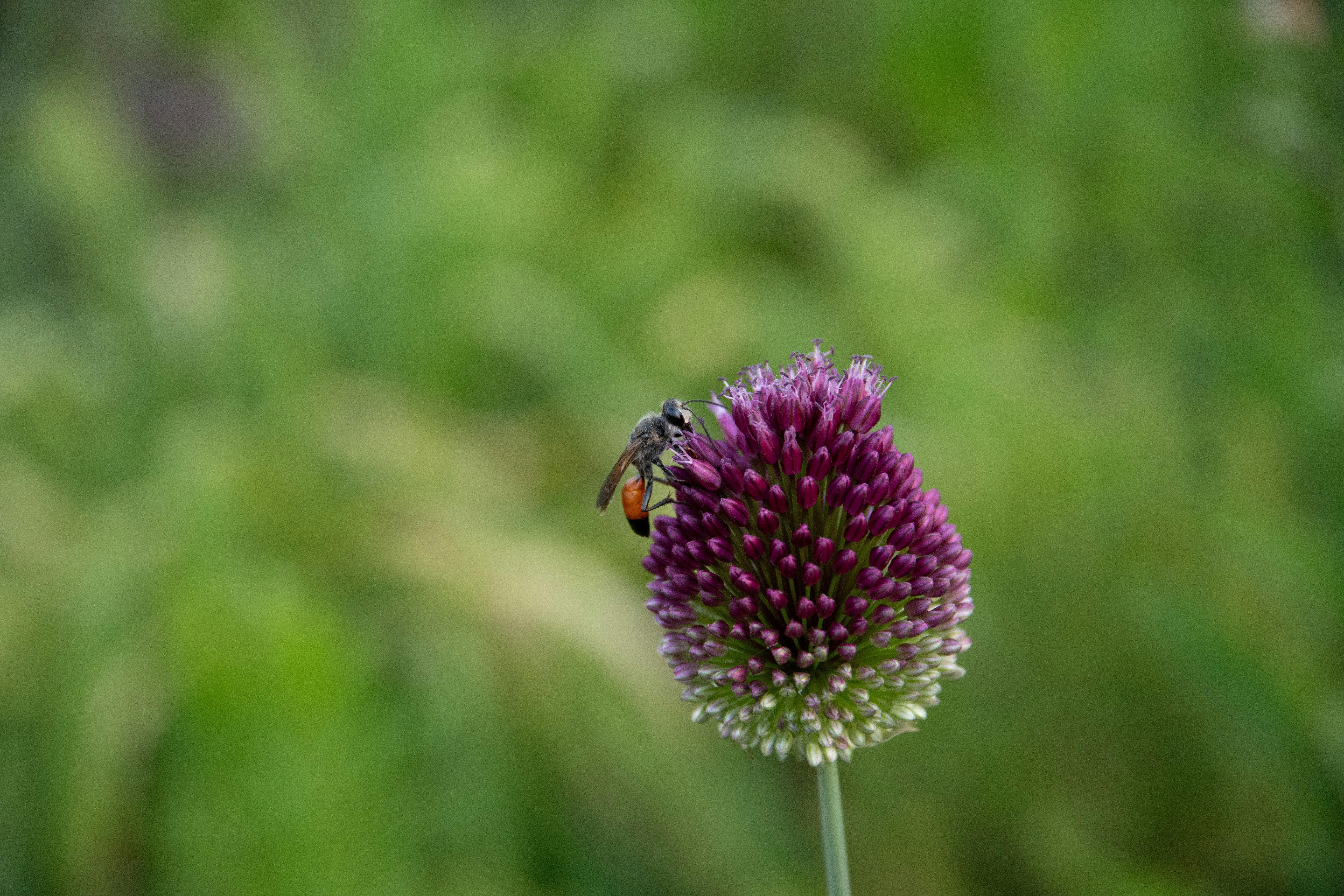 A bee collects nectar from a purple allium flower.