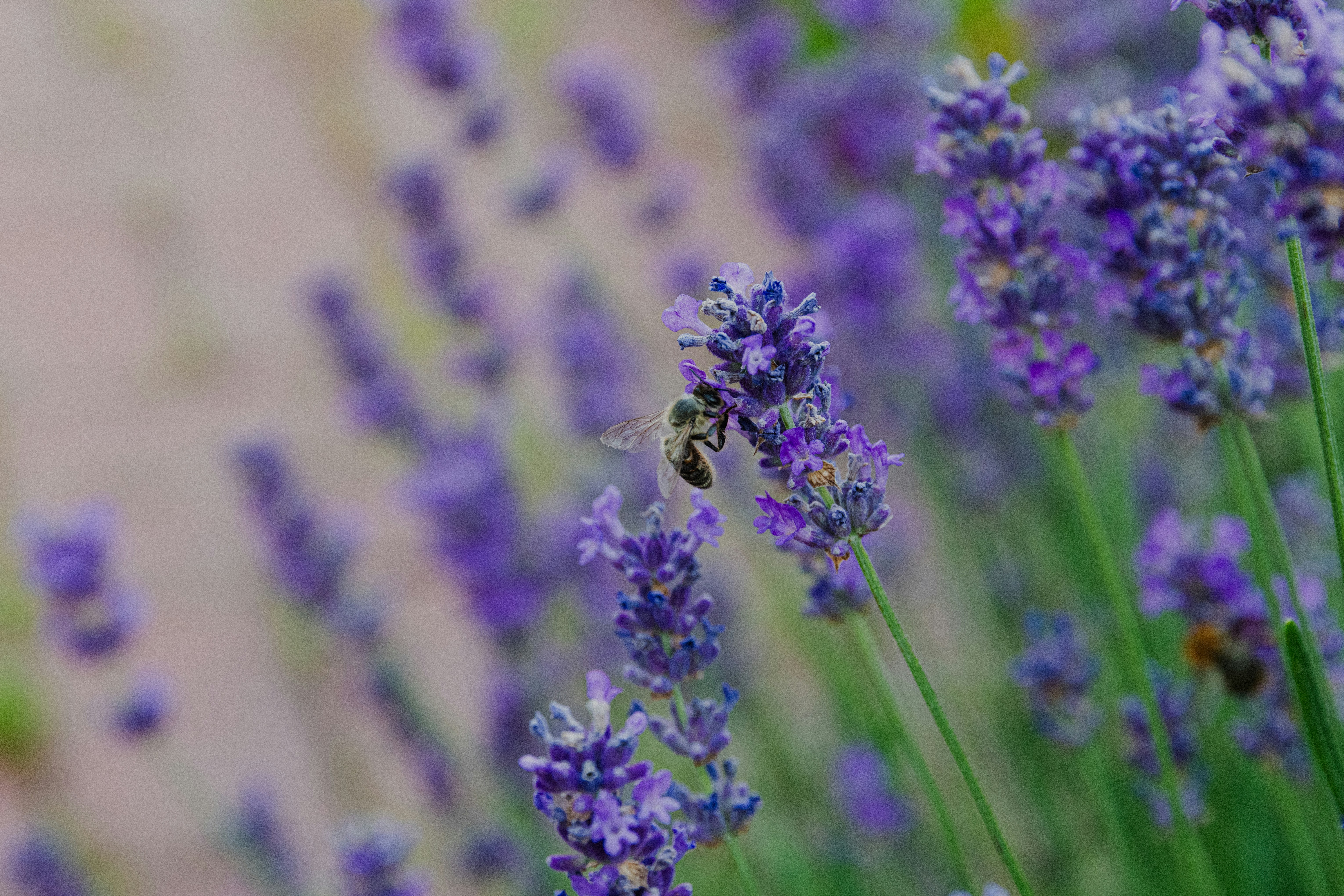 A bee collecting nectar from purple lavender flowers.