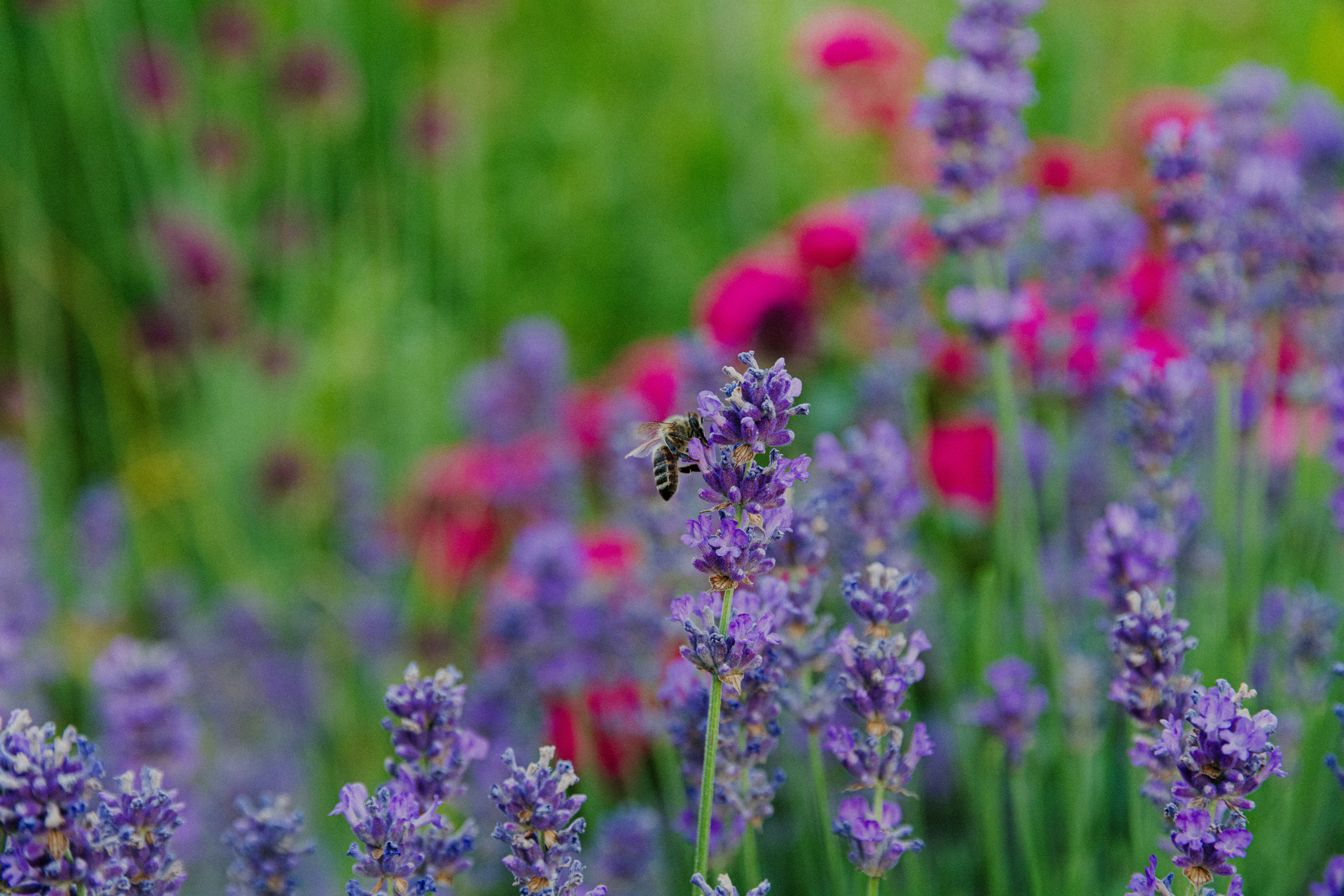 Bee on purple lavender flowers in a vibrant garden.