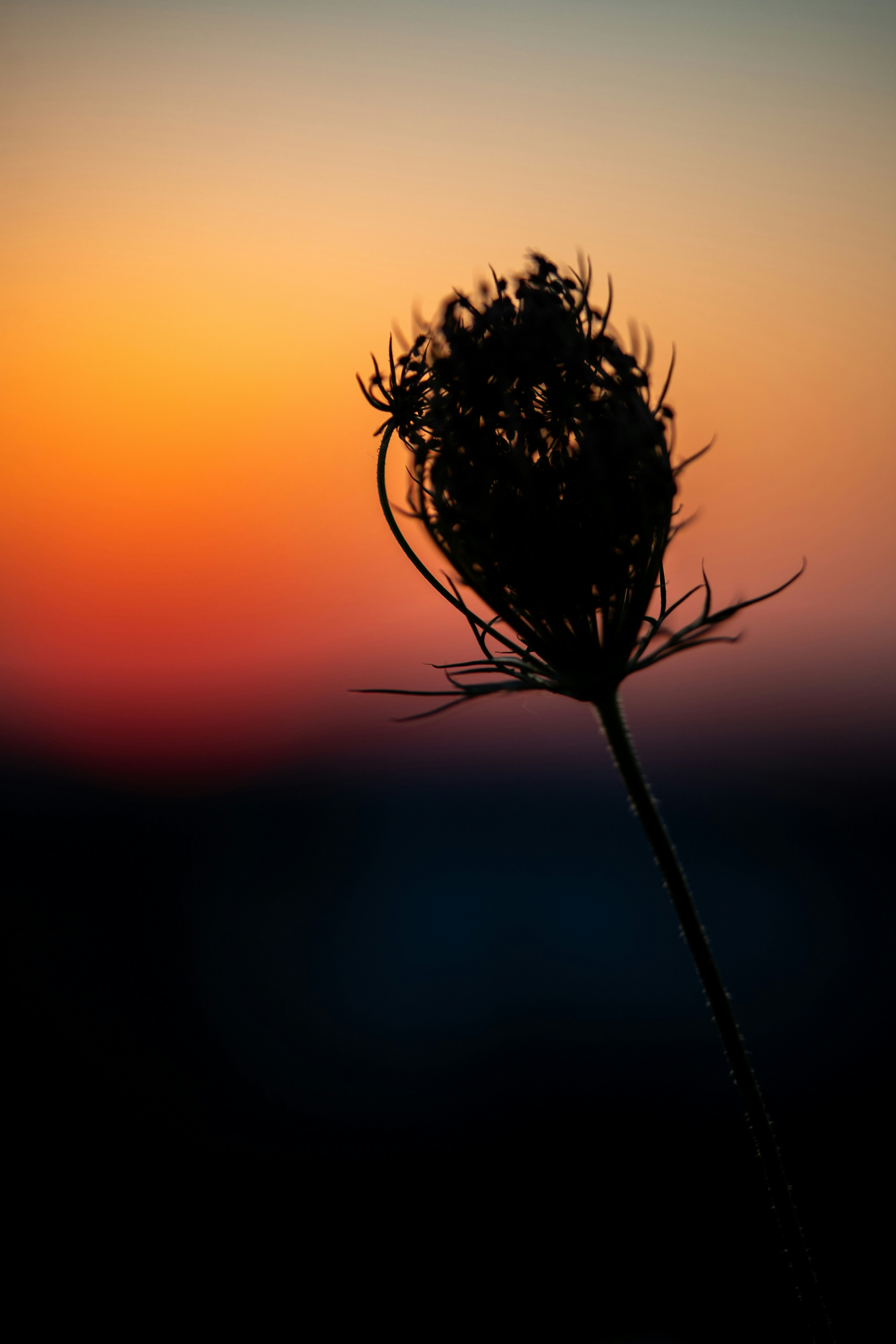 Dark plant silhouette against a vibrant sunset sky.