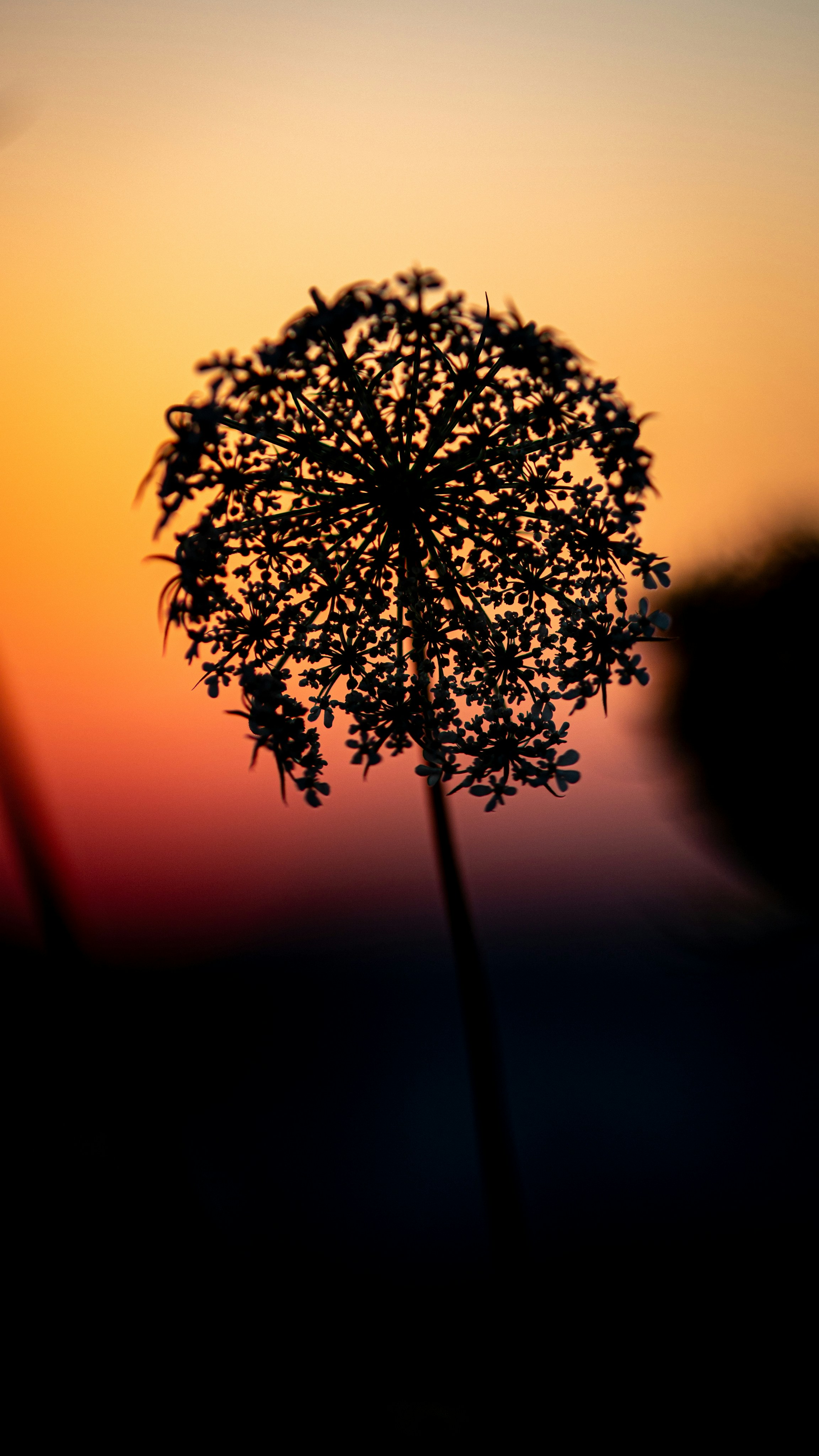 Silhouette of a delicate plant against a vibrant sunset sky.