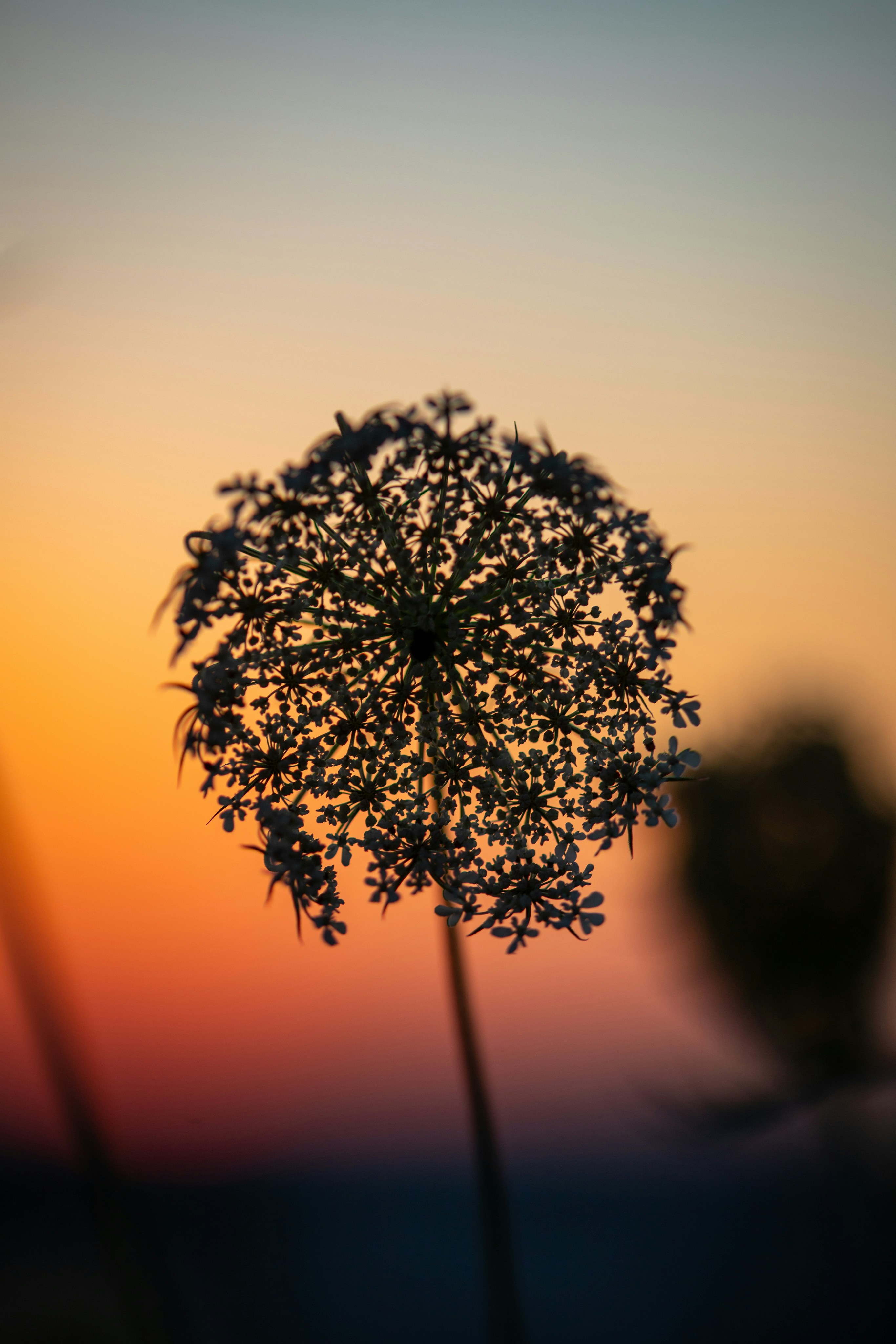 Dried flower head silhouetted against a colorful sunset.